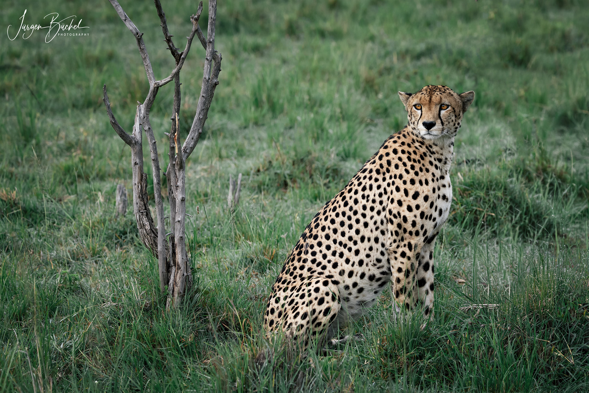 Olare Motorogi Conservancy, Kenya
