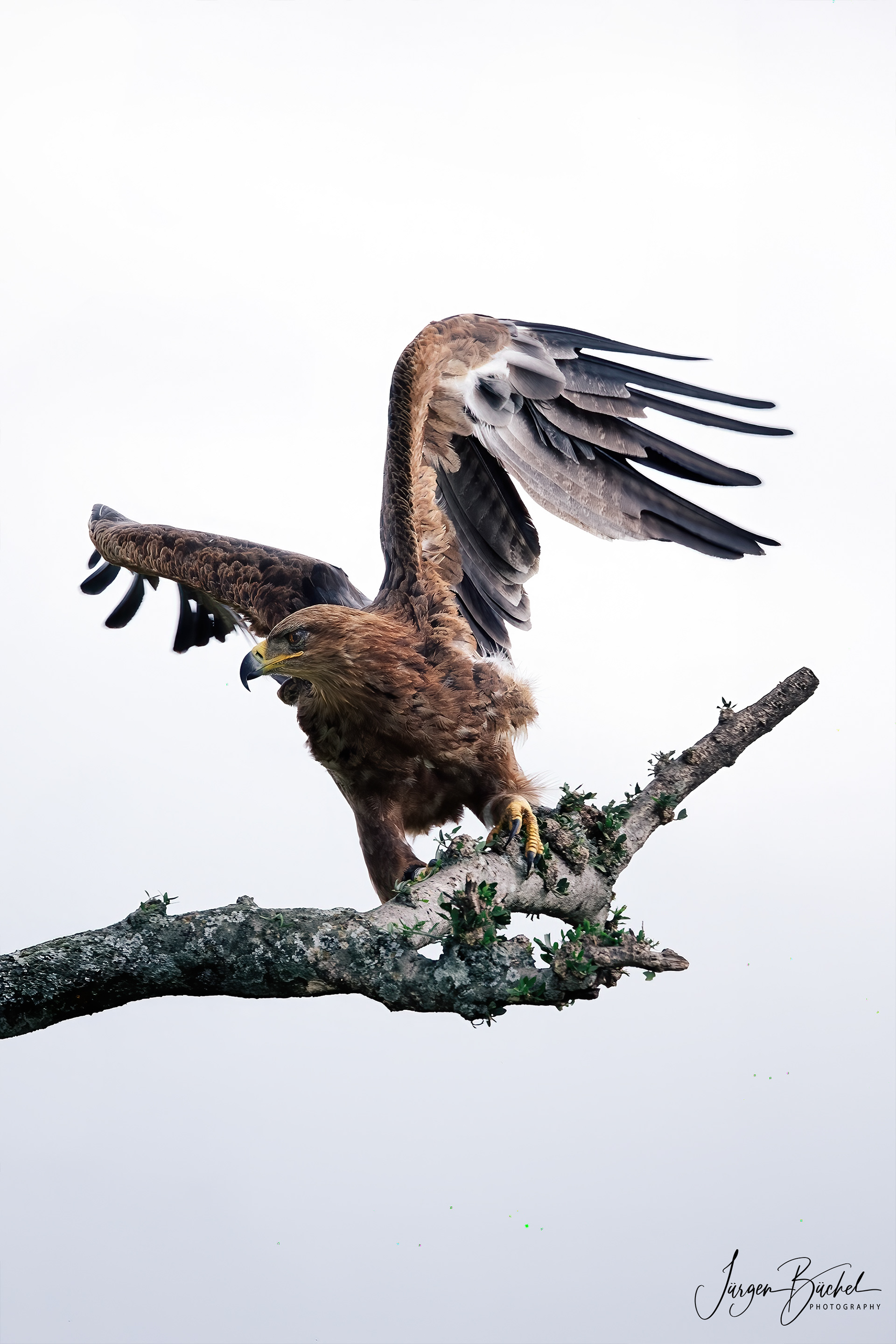 Tawny Eagle, Kenya