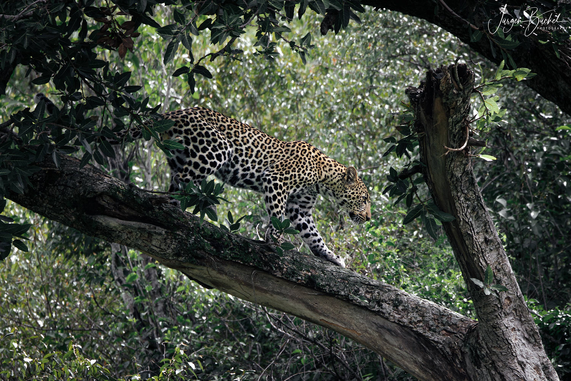 Ol Kinyei Conservancy, Kenya