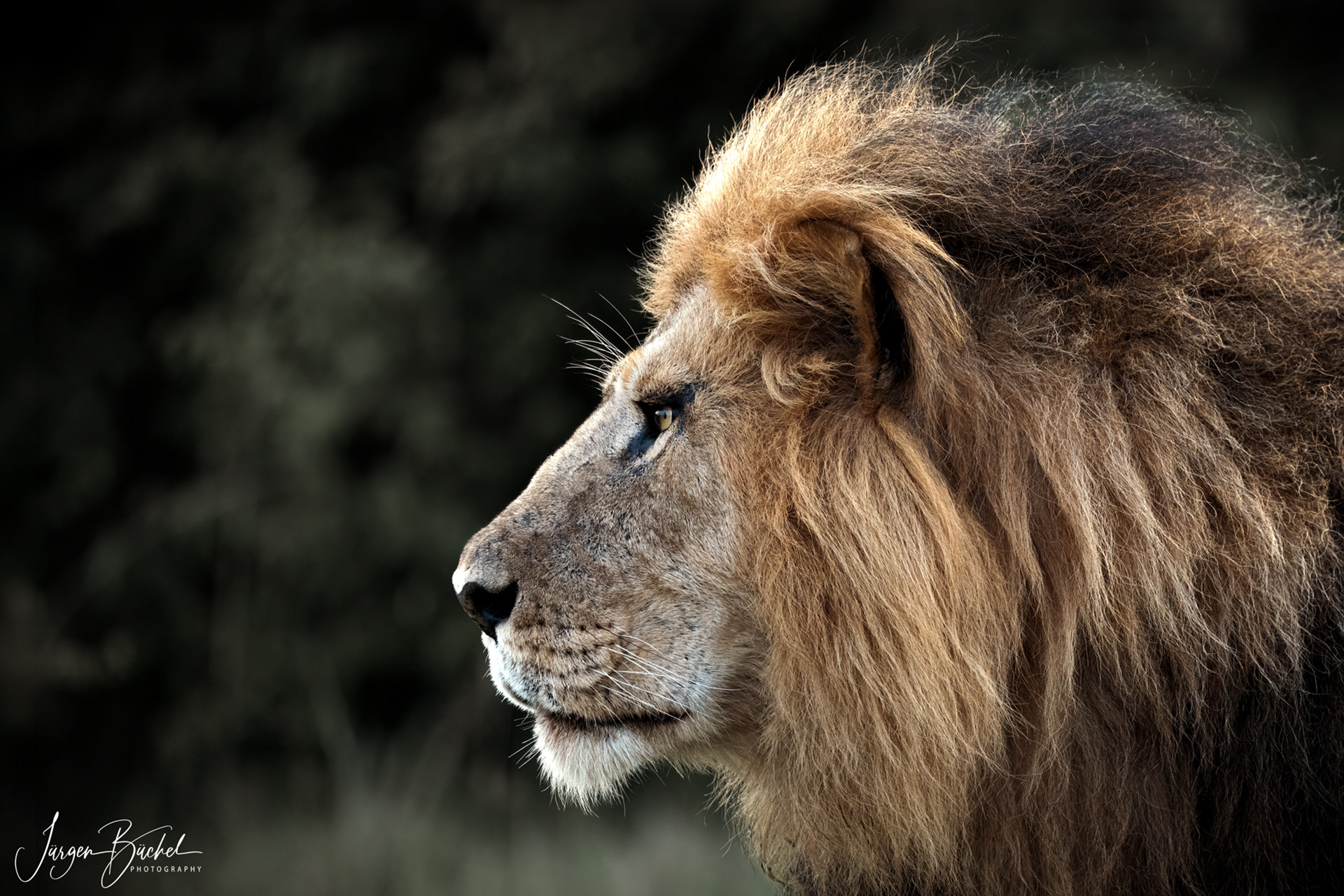 Olare Motorogi Conservancy, Kenya