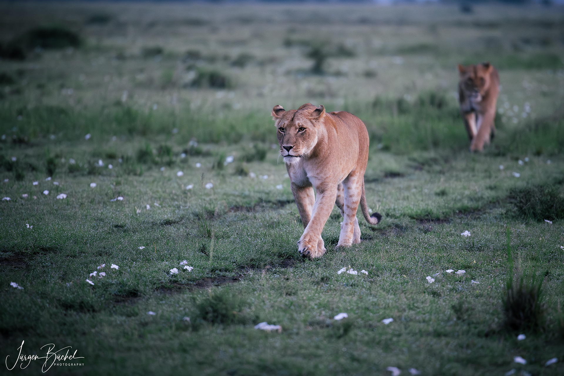 Olare Motorogi Conservancy, Kenya