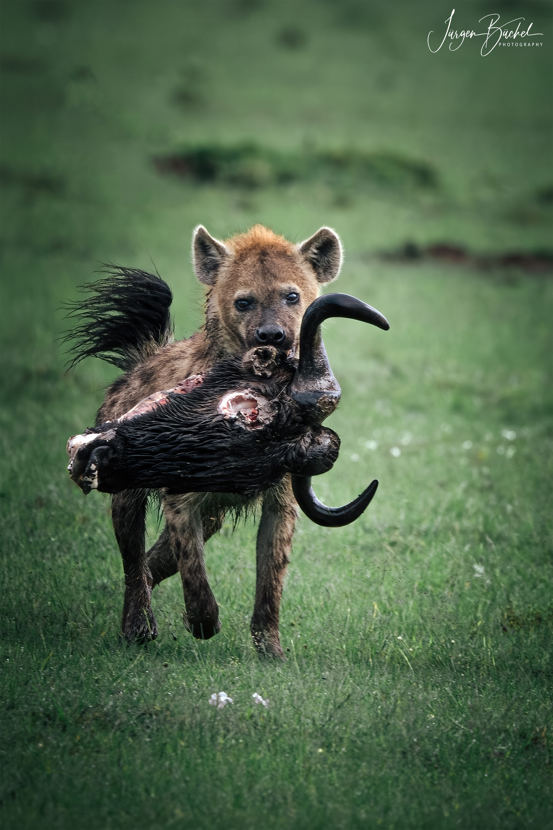 Olare Motorogi Conservancy, Kenya