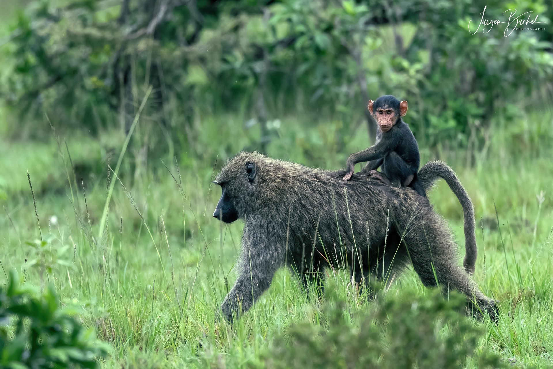 Olare Motorogi Conservancy, Kenya