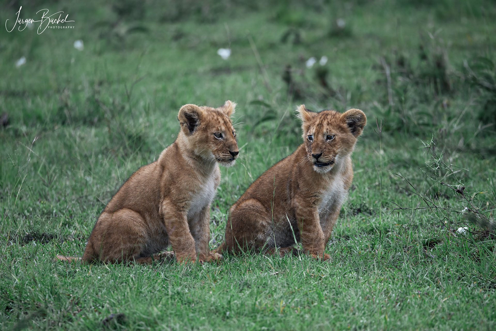 Olare Motorogi Conservancy, Kenya