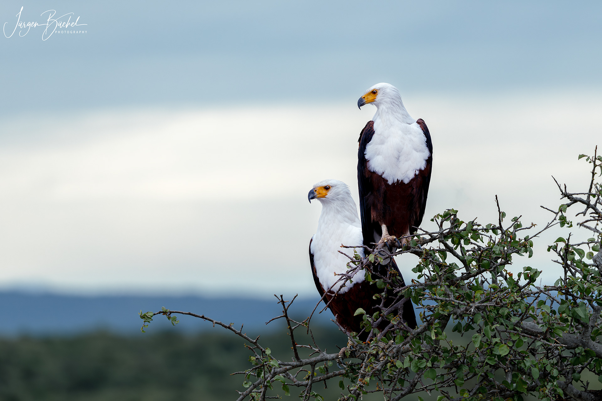 African Sea Eagle, Kenya