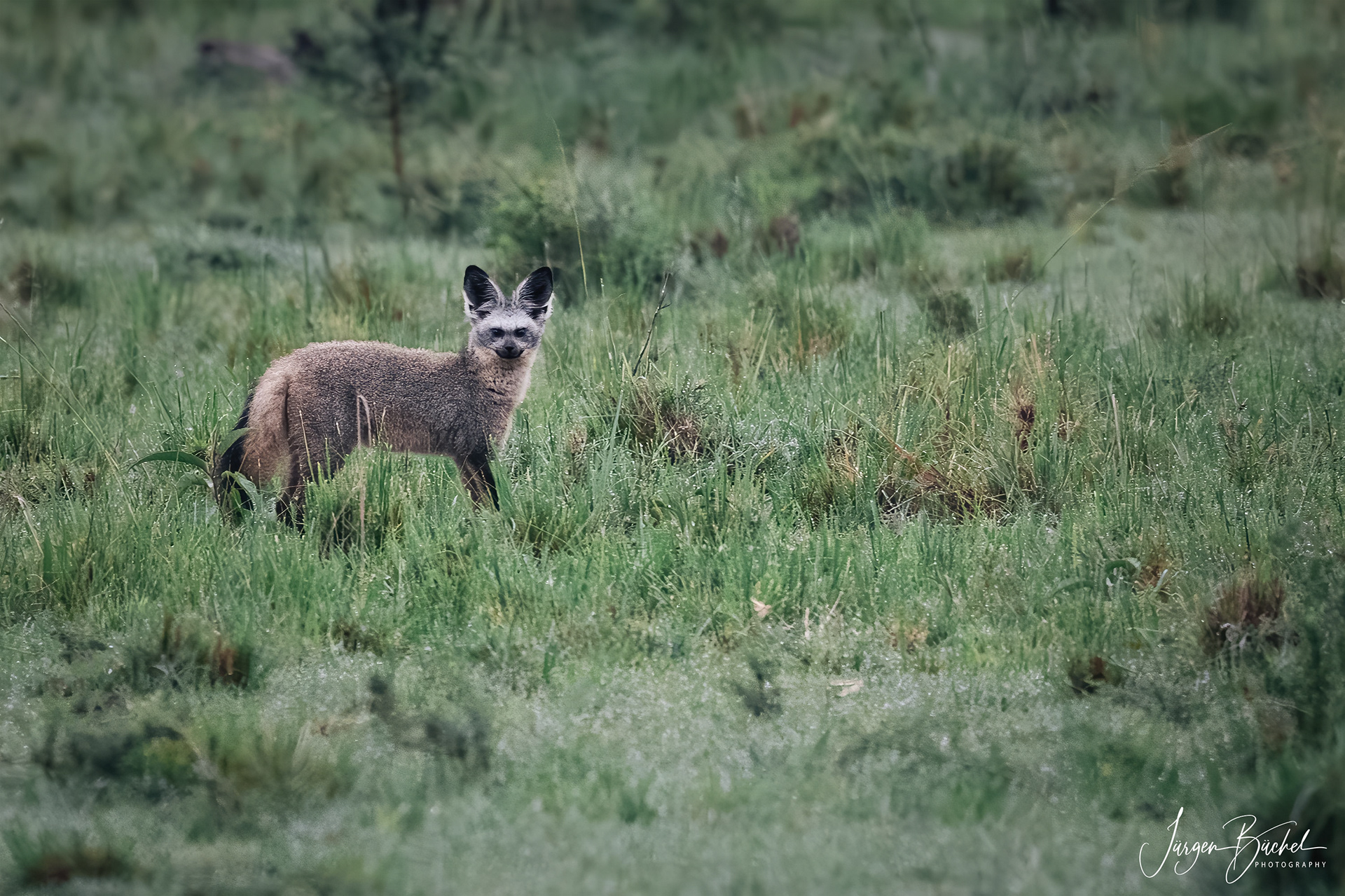 Olare Motorogi Conservancy, Kenya