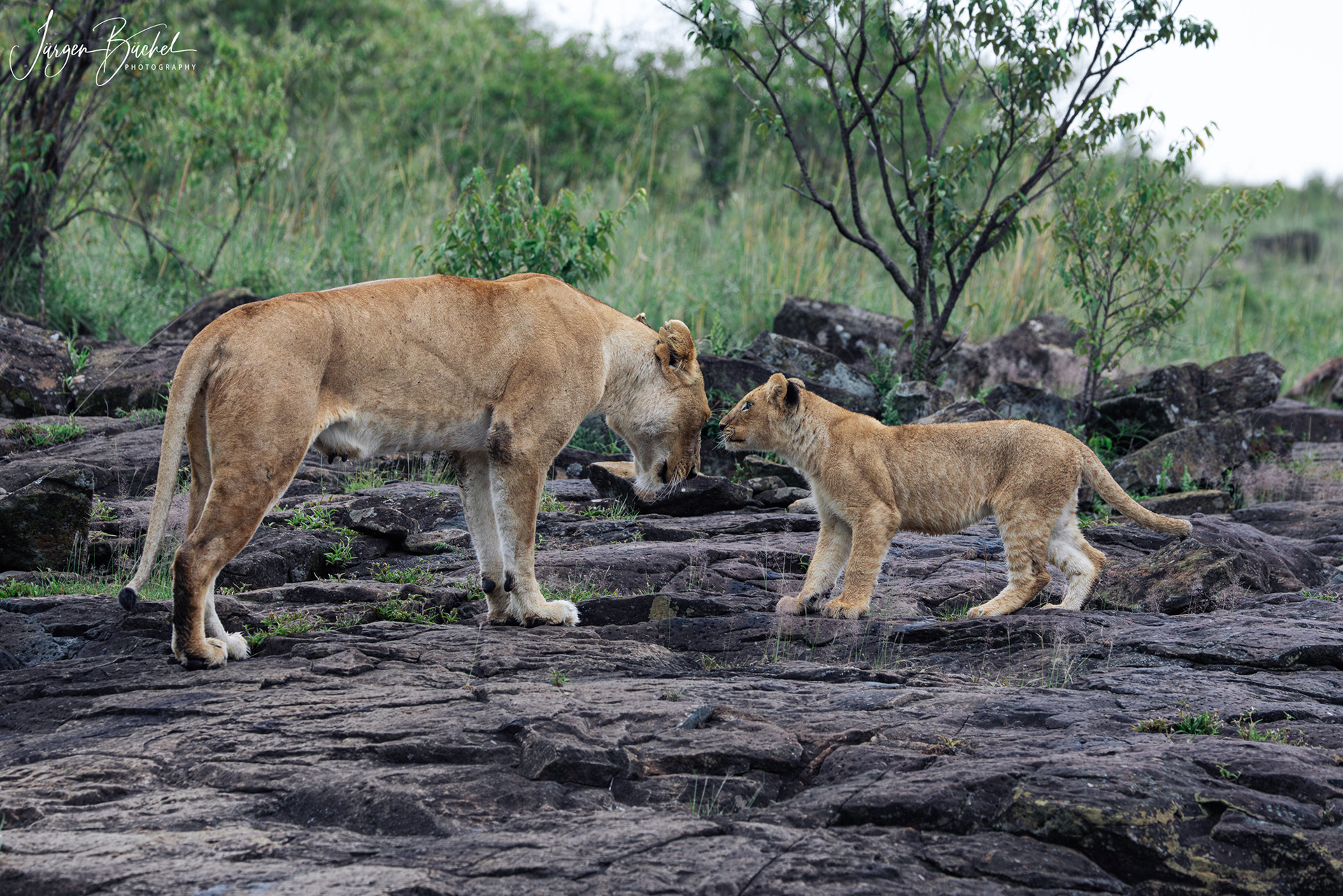 Olare Motorogi Conservancy, Kenya