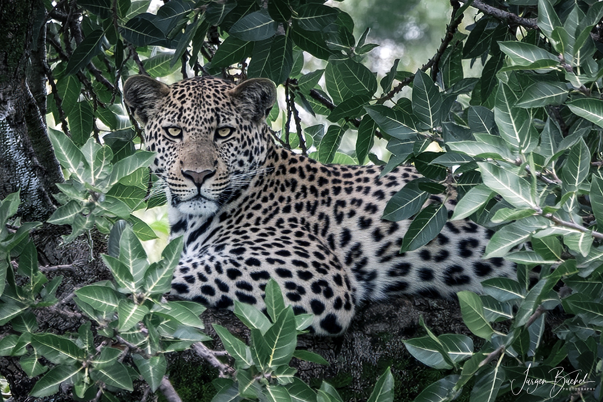 Ol Kinyei Conservancy, Kenya