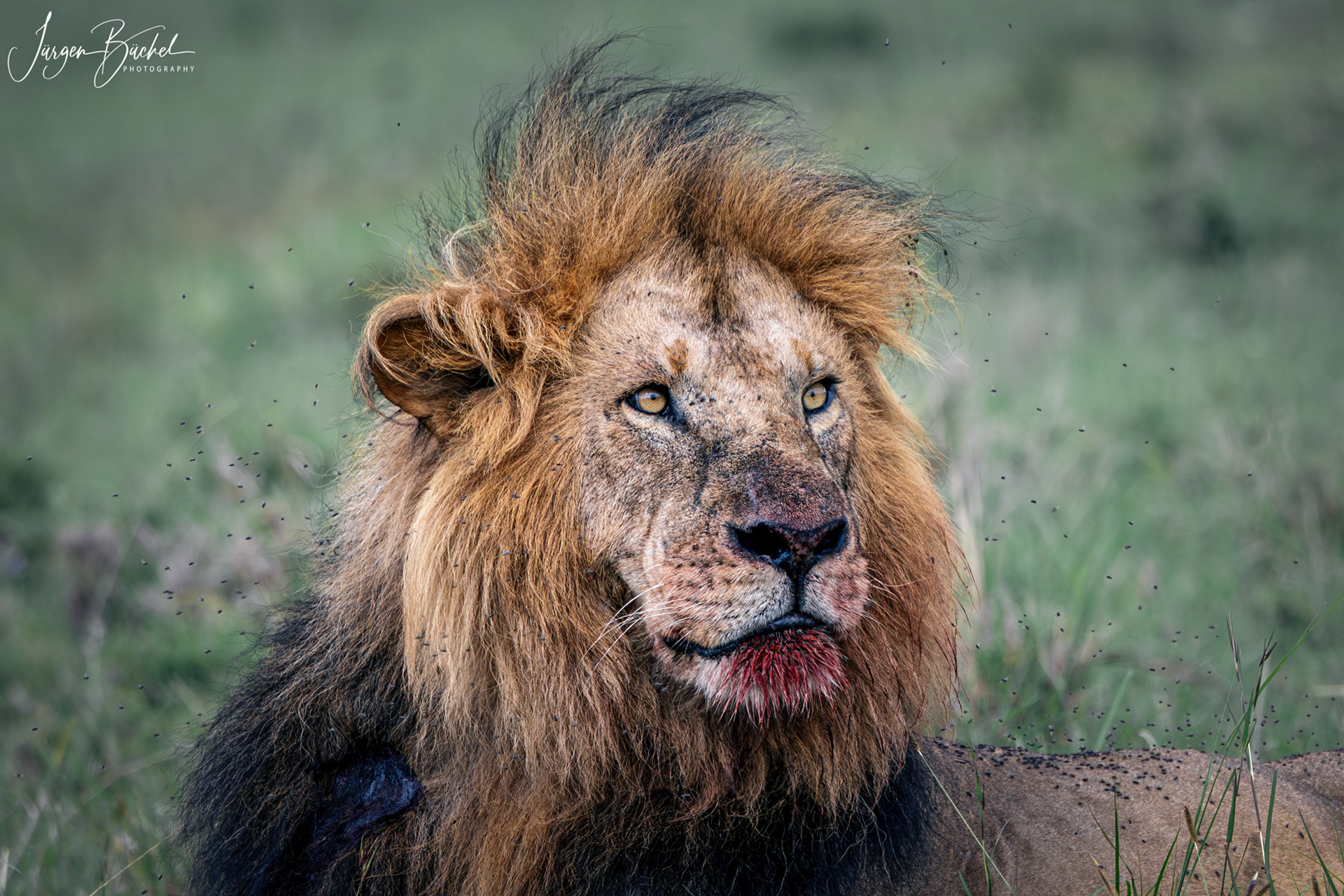 Olare Motorogi Conservancy, Kenya