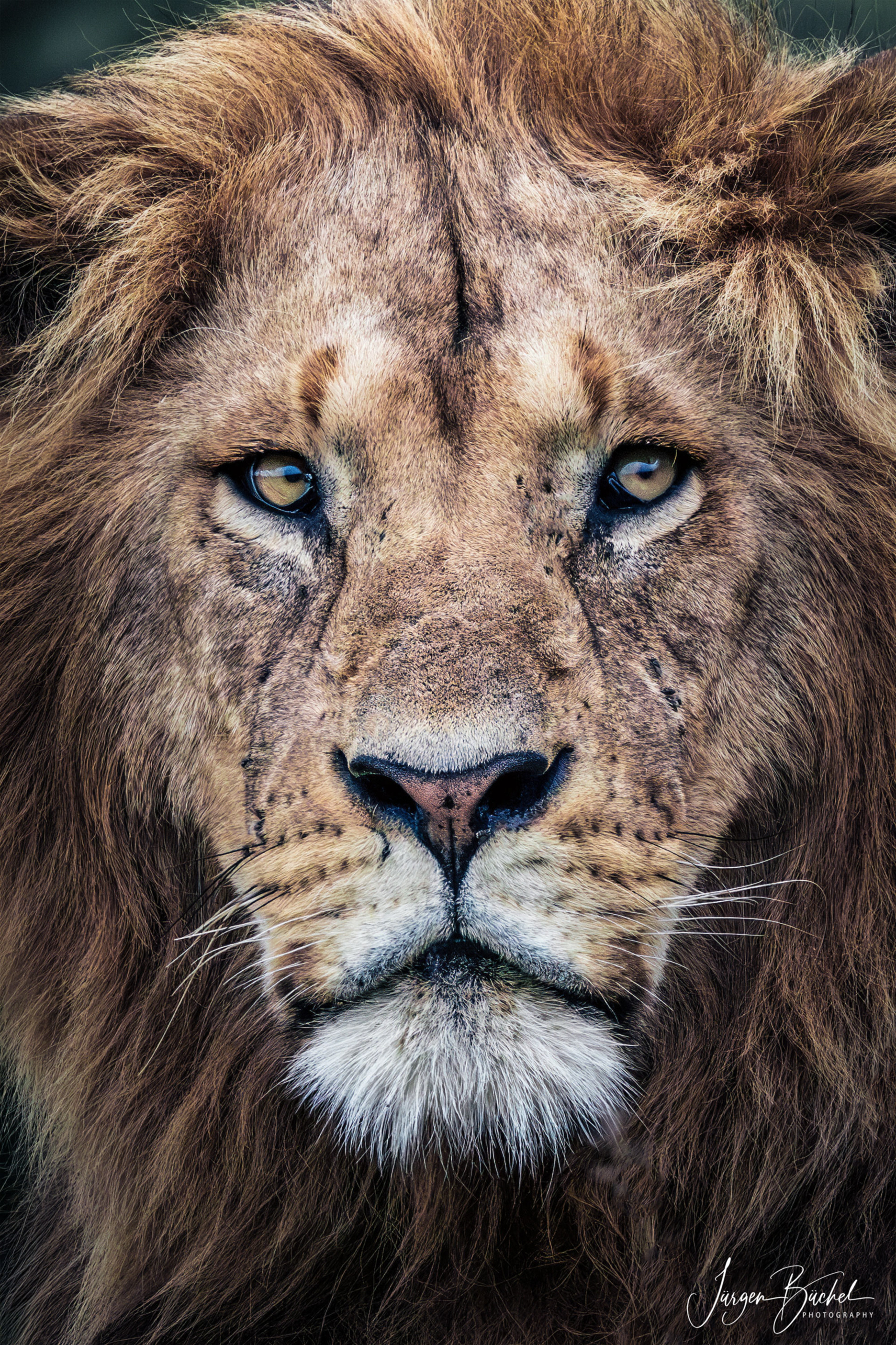 Olare Motorogi Conservancy, Kenya