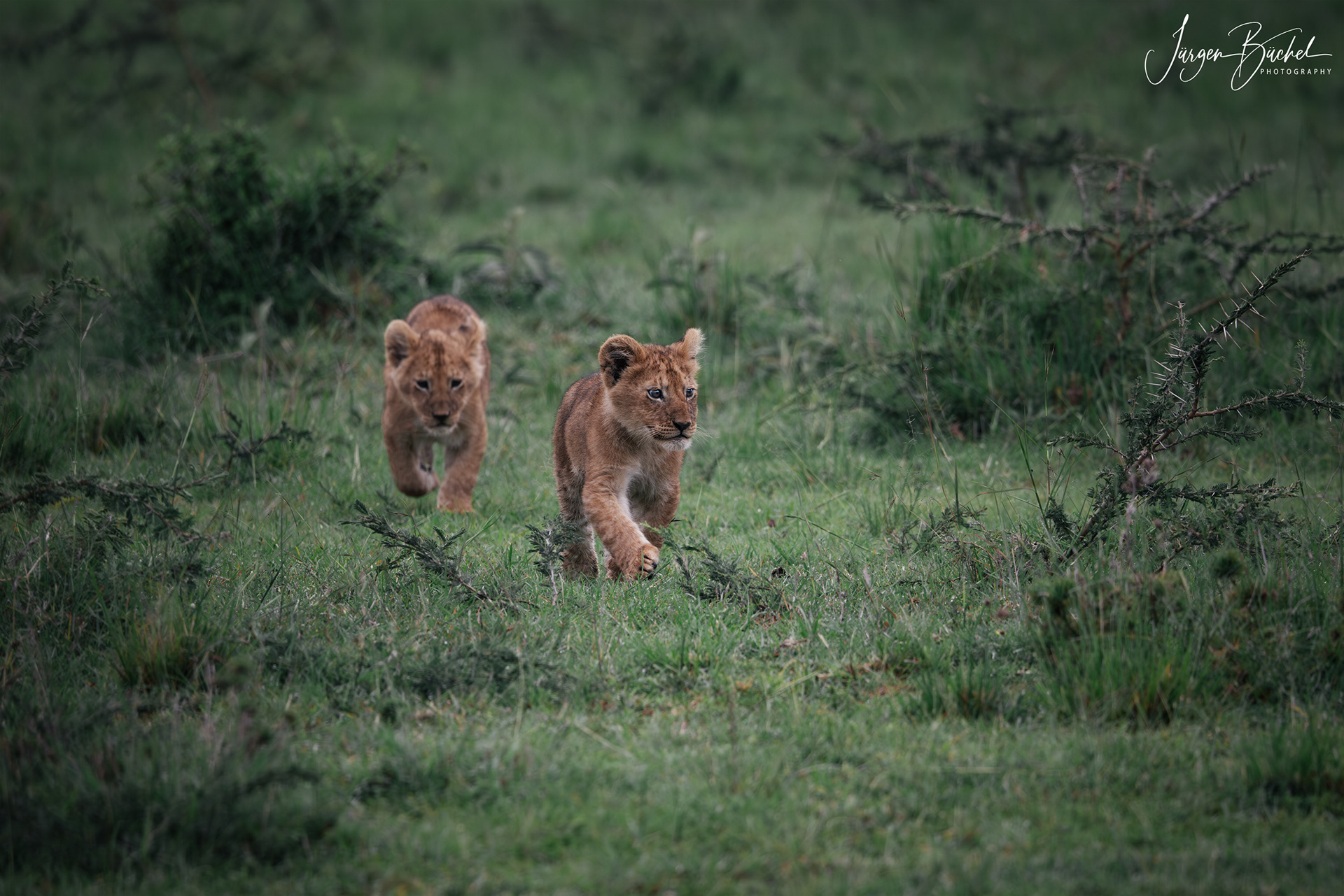 Olare Motorogi Conservancy, Kenya