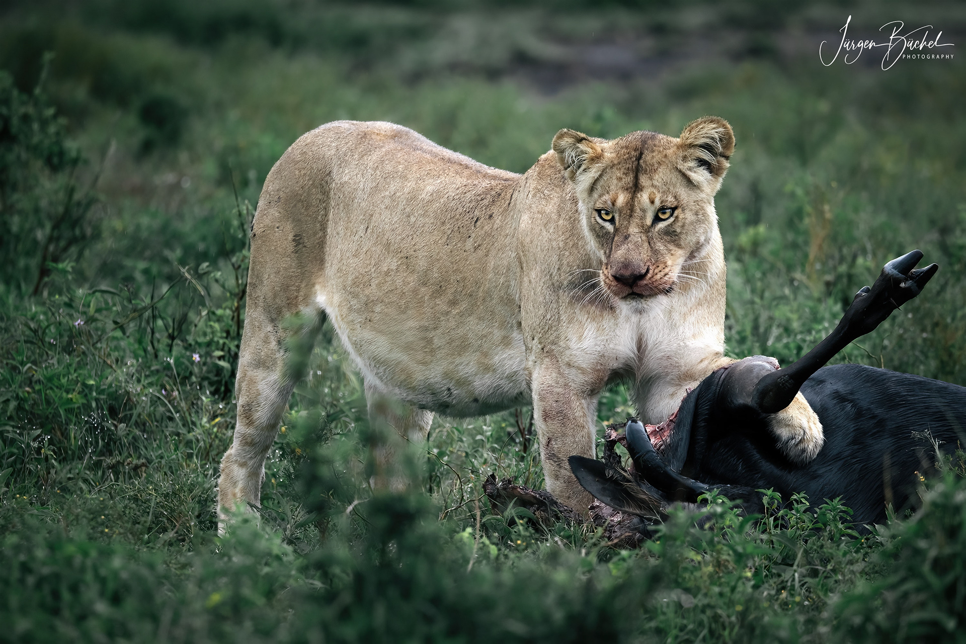 Ol Kinyei Conservancy, Kenya