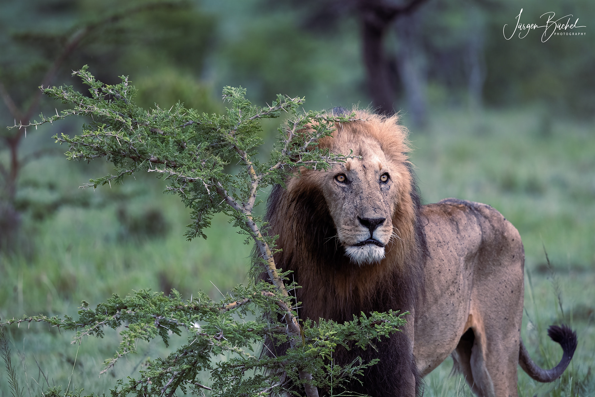 Olare Motorogi Conservancy, Kenya