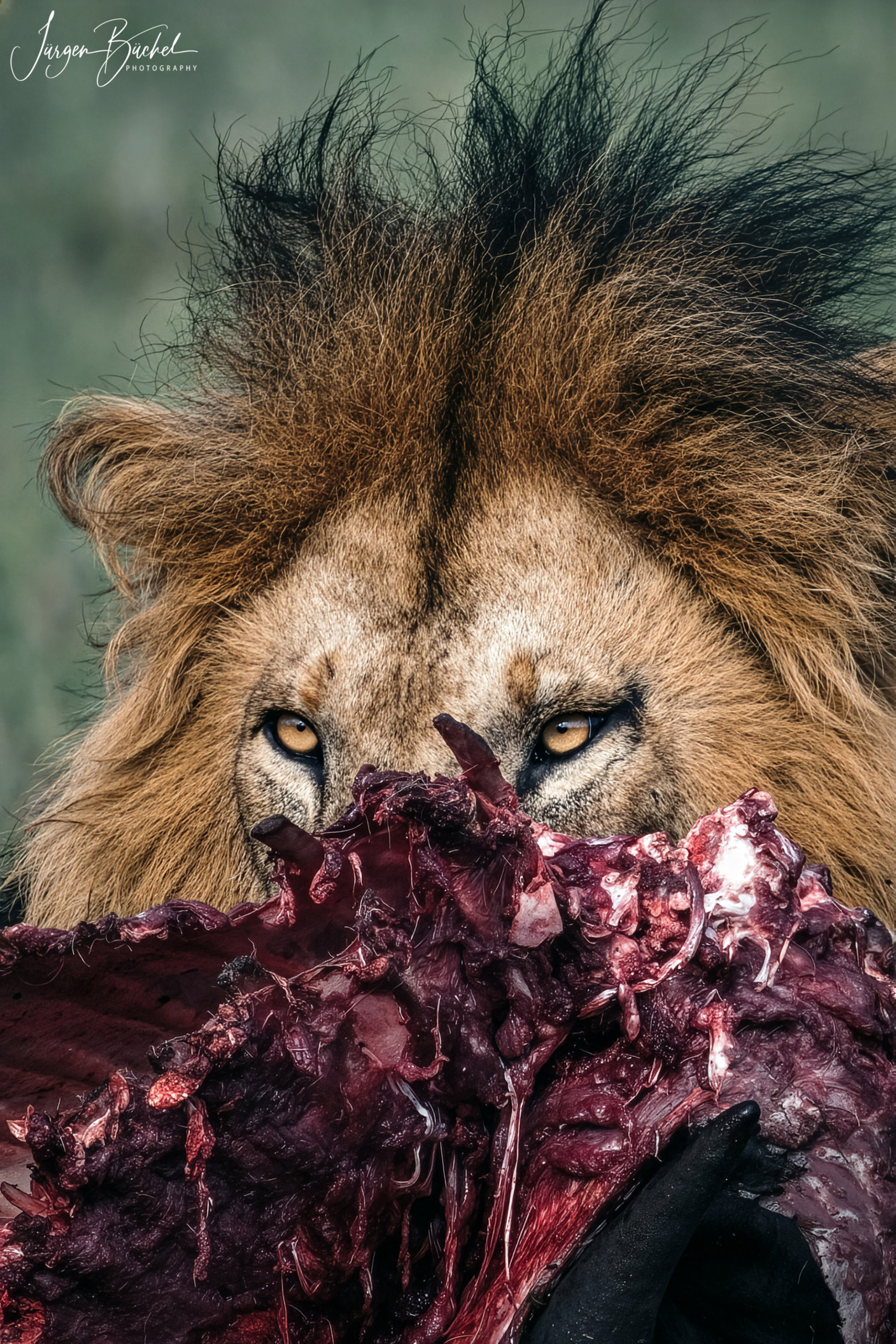 Olare Motorogi Conservancy, Kenya