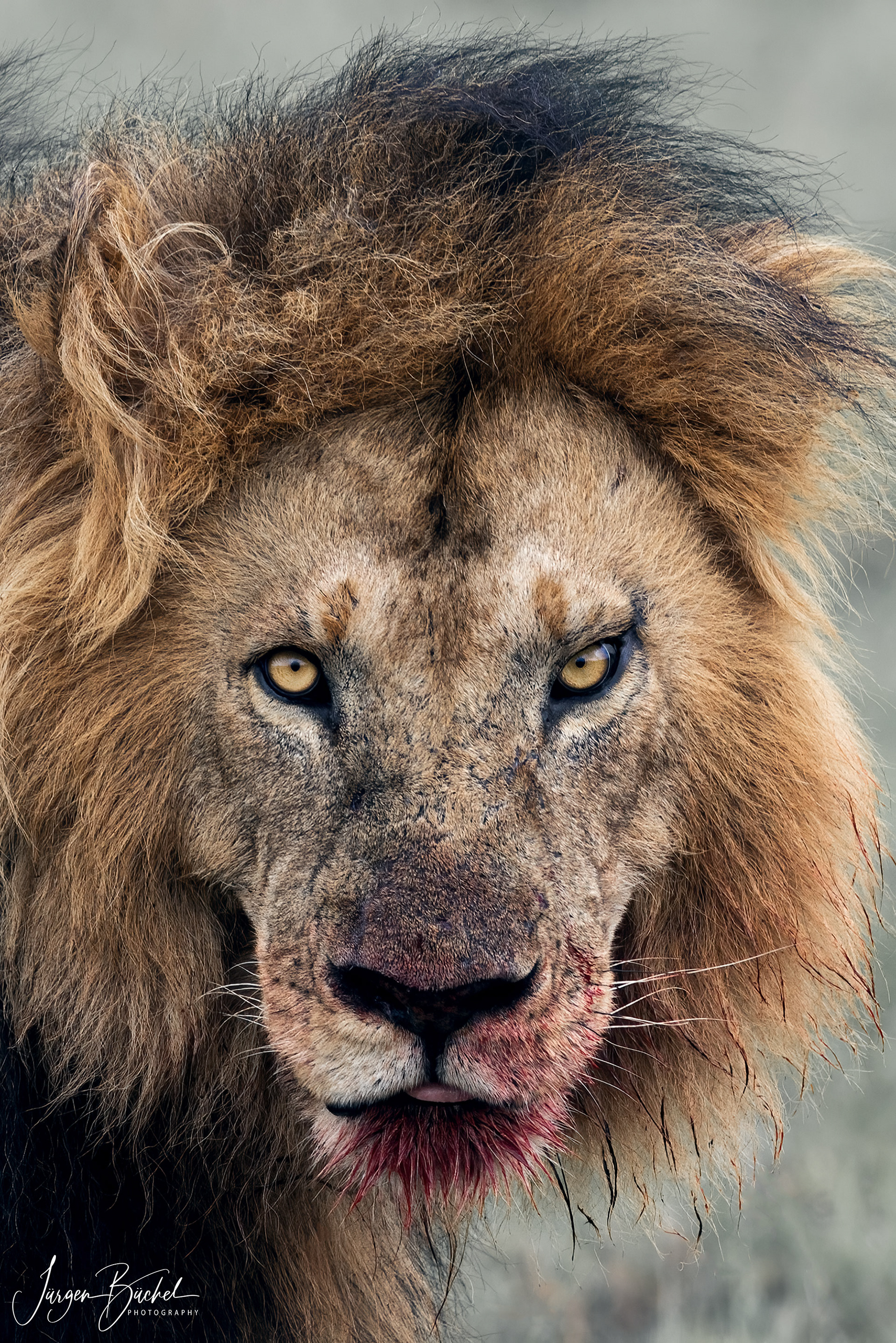 Olare Motorogi Conservancy, Kenya