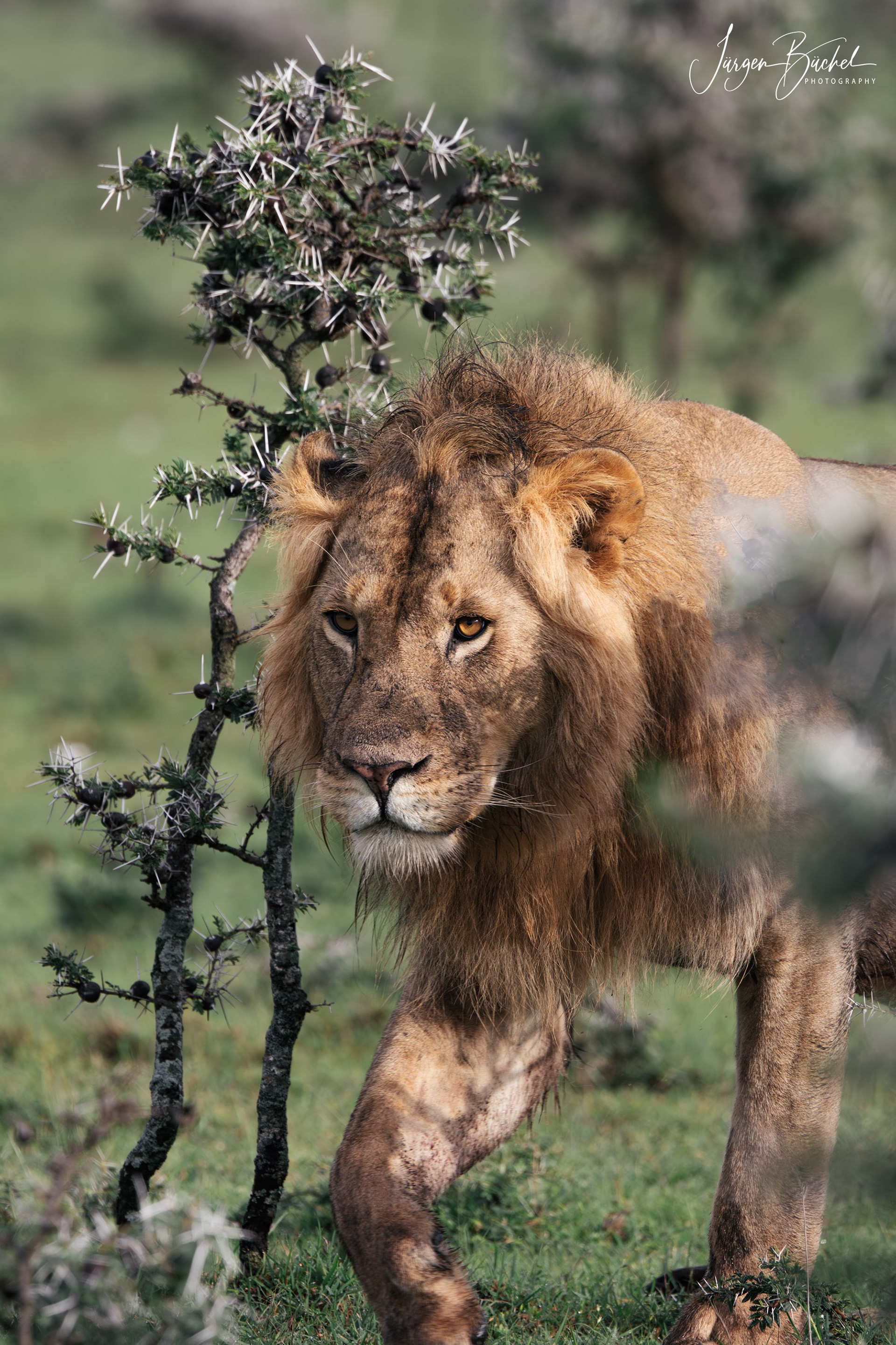 Ol Kinyei Conservancy, Kenya
