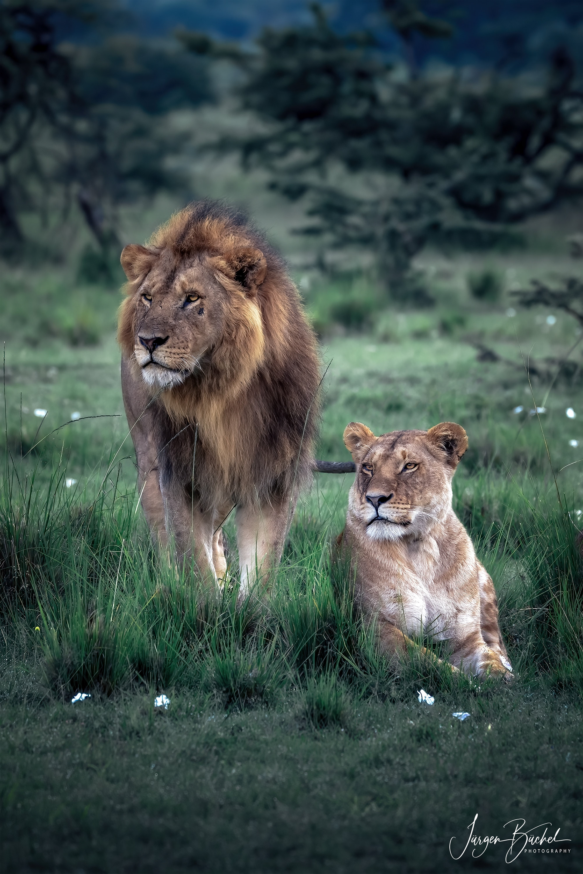Olare Motorogi Conservancy, Kenya
