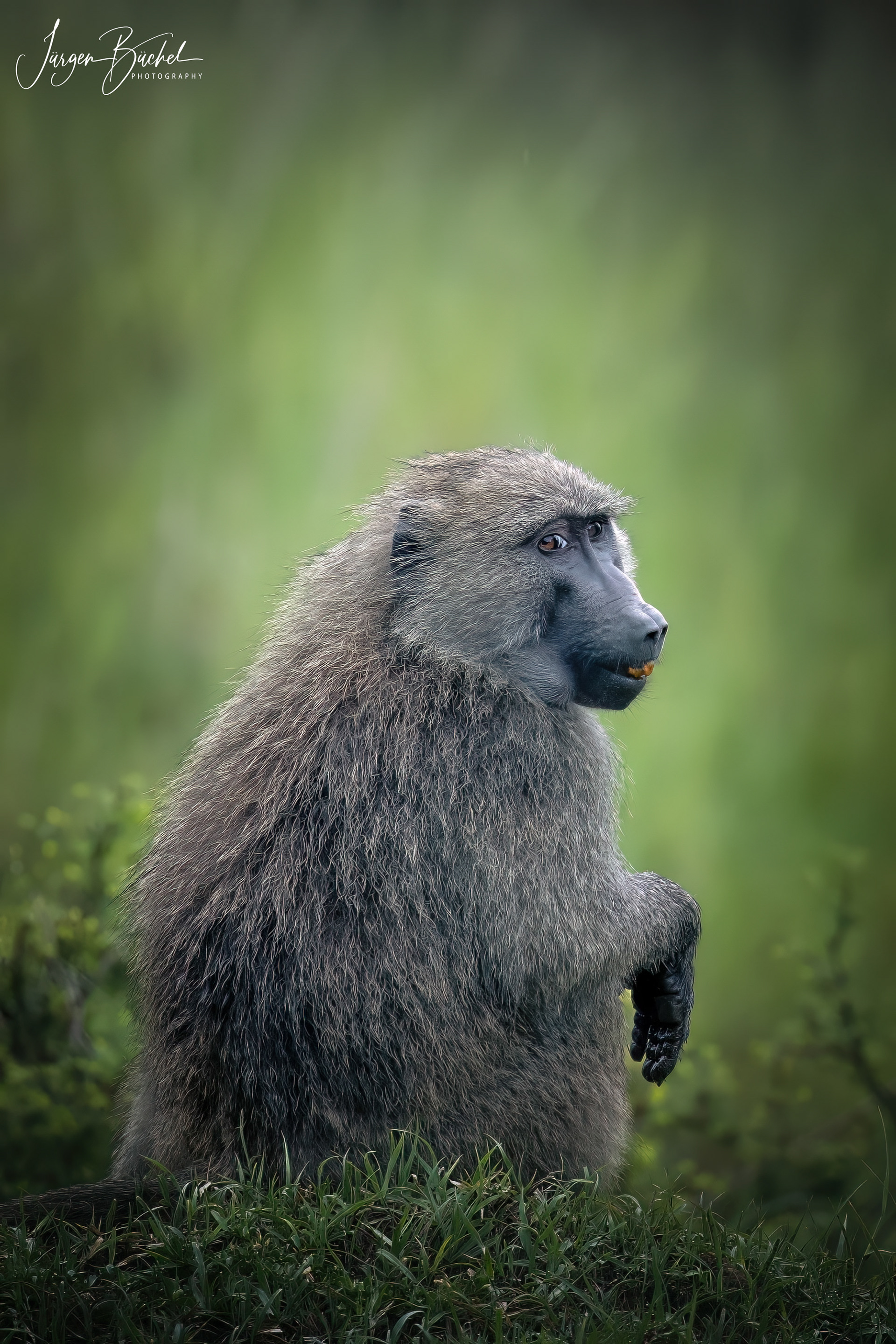Olare Motorogi Conservancy, Kenya