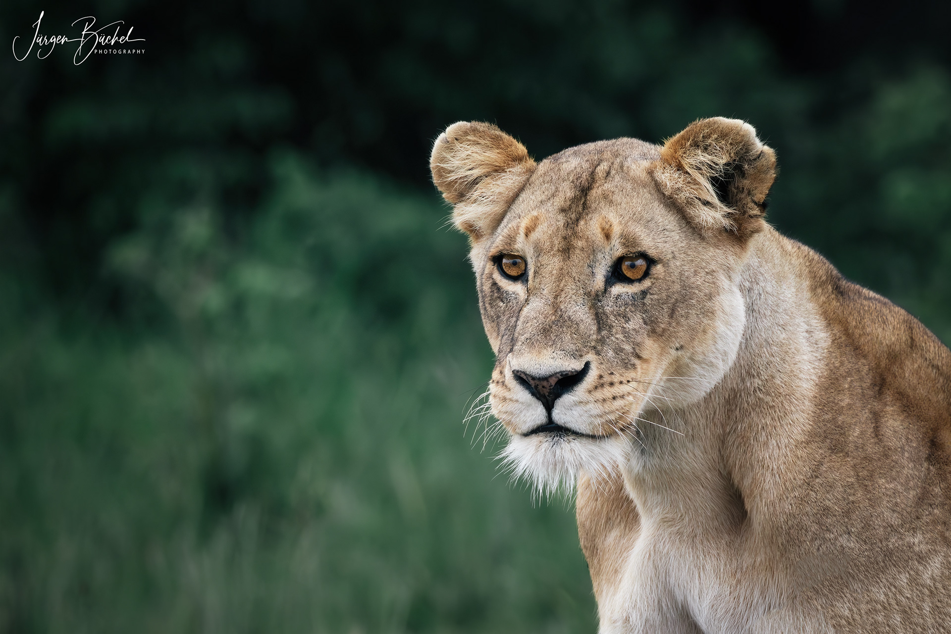 Olare Motorogi Conservancy, Kenya