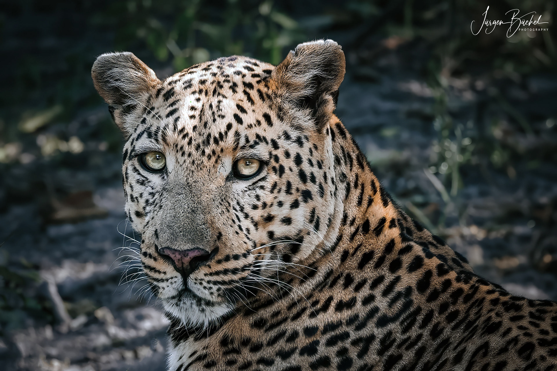 Chobe National Park, Botswana