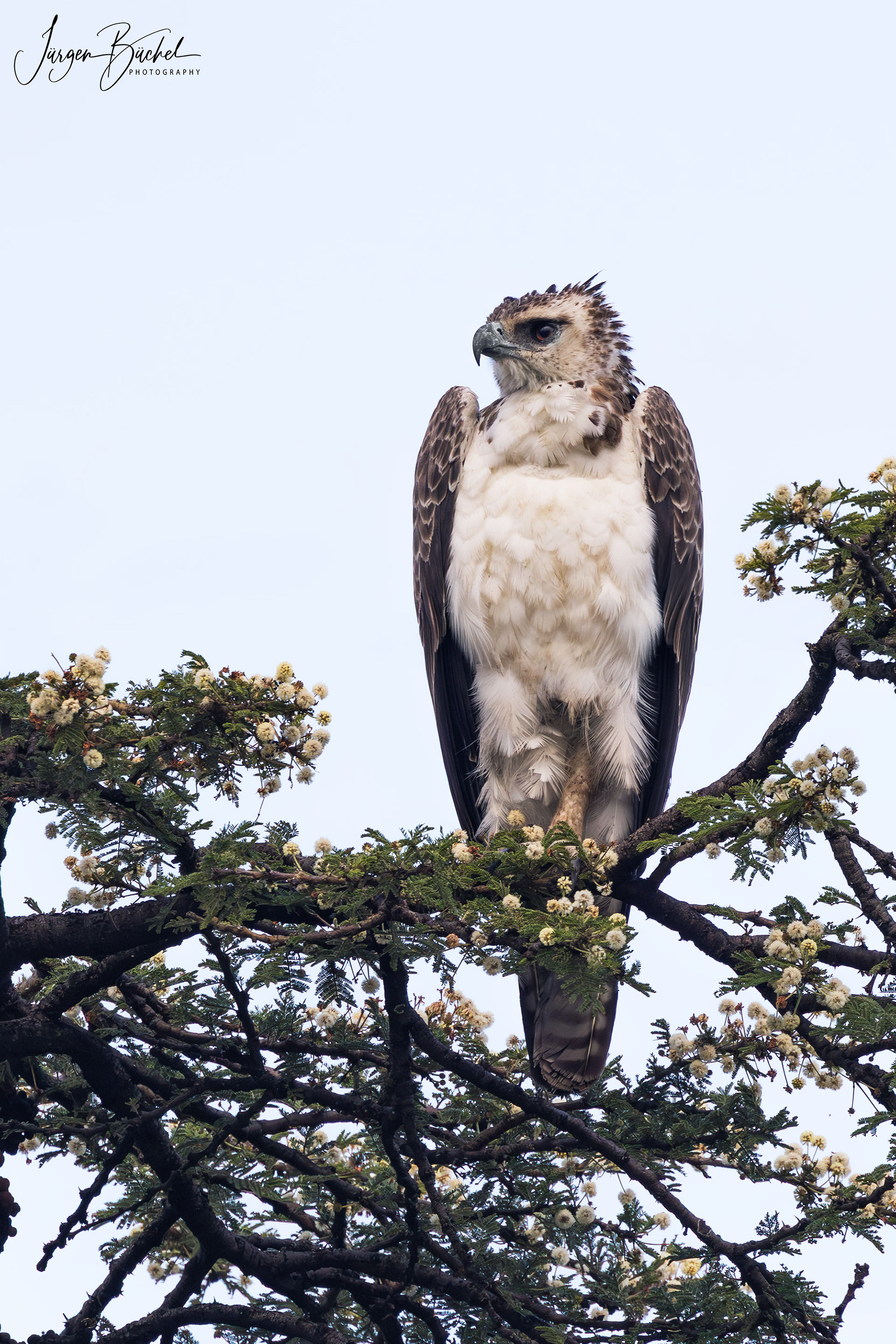 Martial Eagle, Kenya