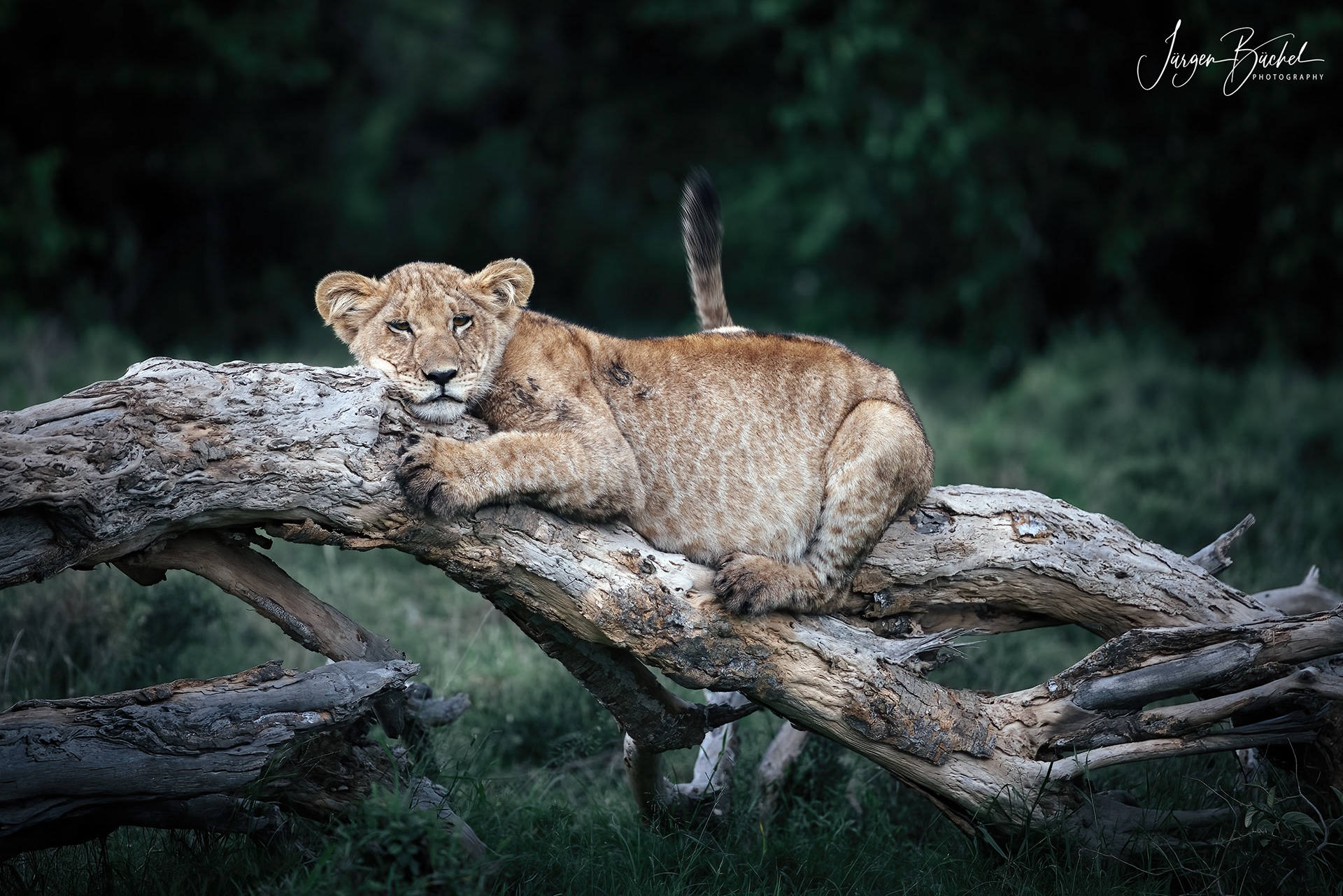 Ol Kinyei Conservancy, Kenya