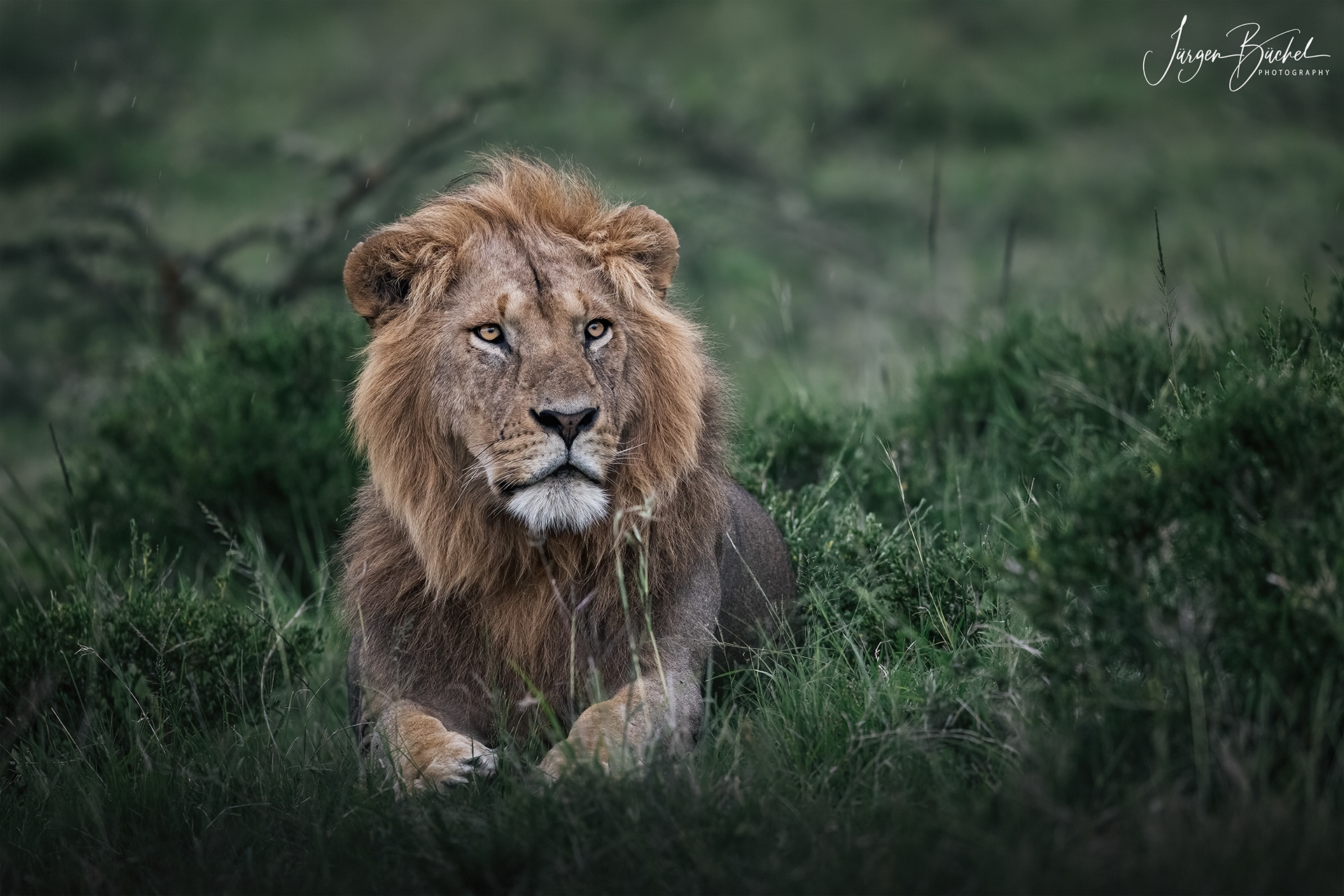 Olare Motorogi Conservancy, Kenya