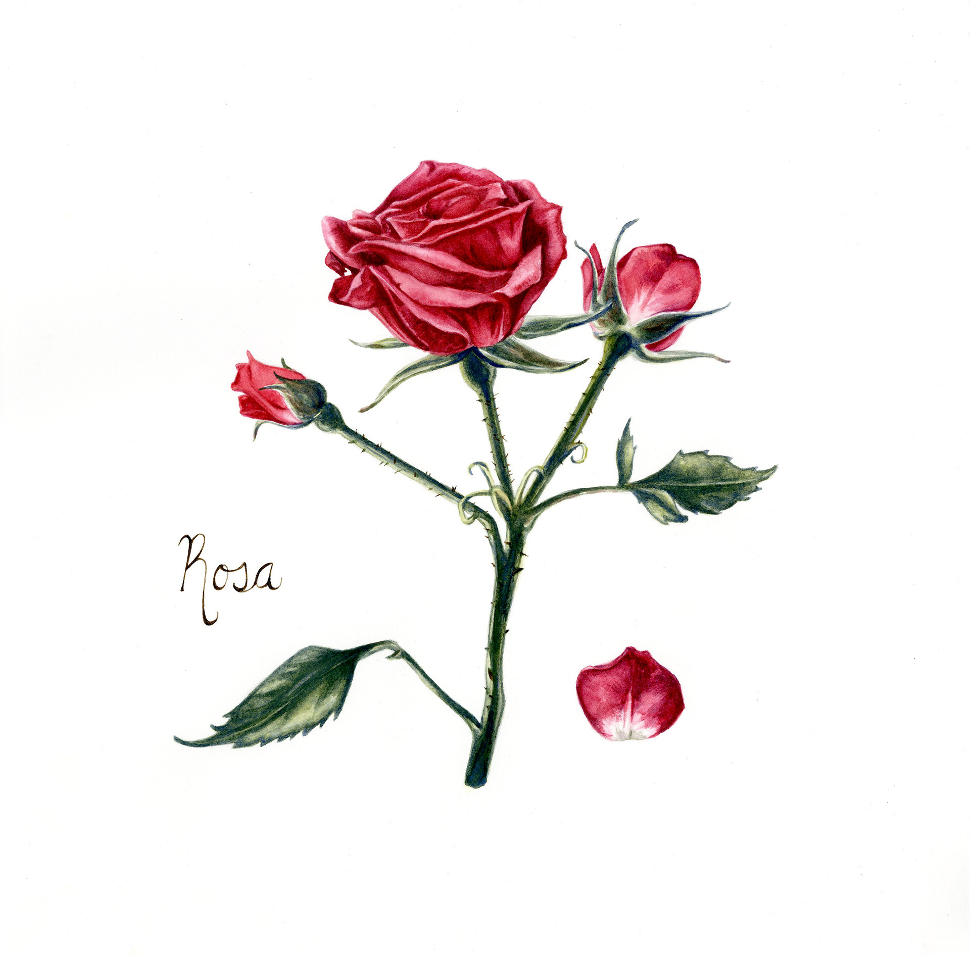 Baby Rose Botanical Illustration
