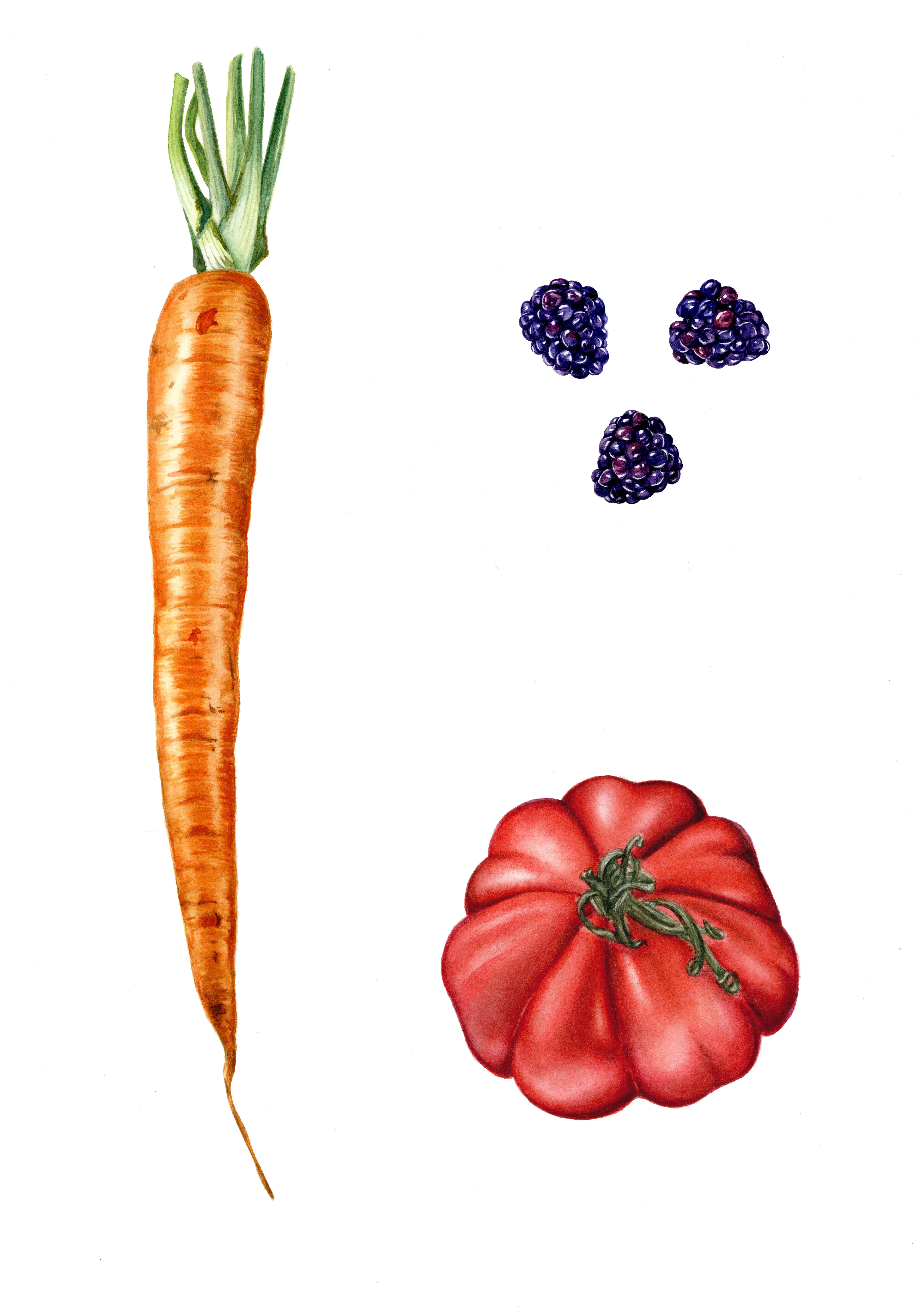 Fruits and Veggies Botanical Illustration