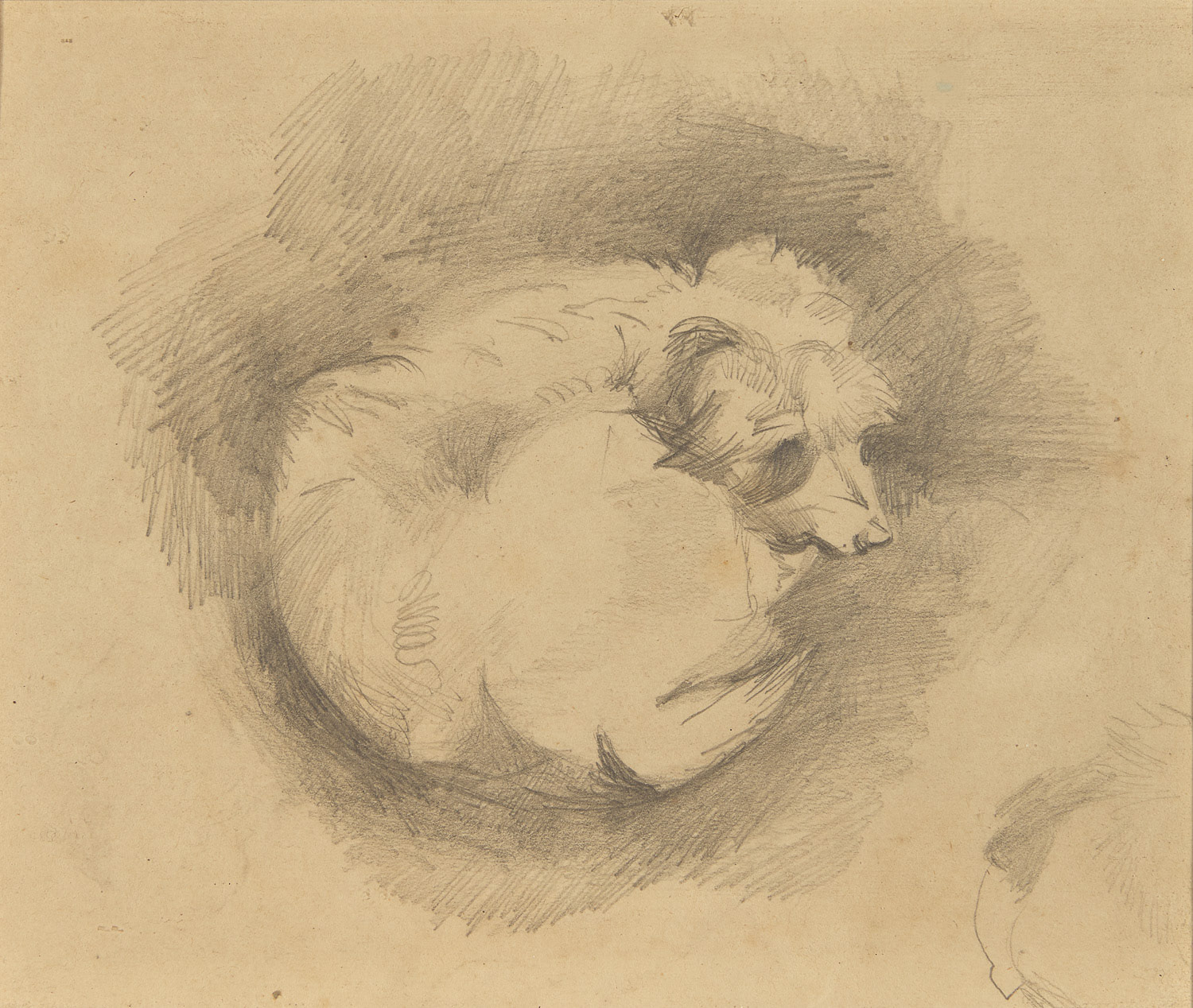 Dog portrait, graphite on paper, artist unknown