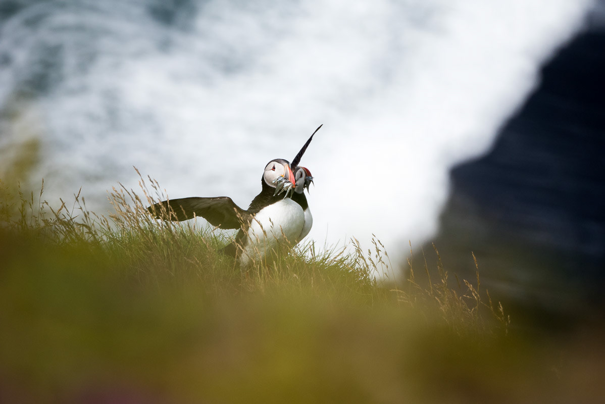 Puffins, Iceland