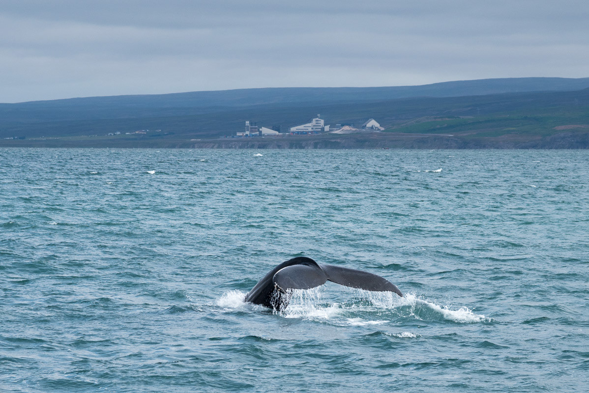 Whale, Iceland