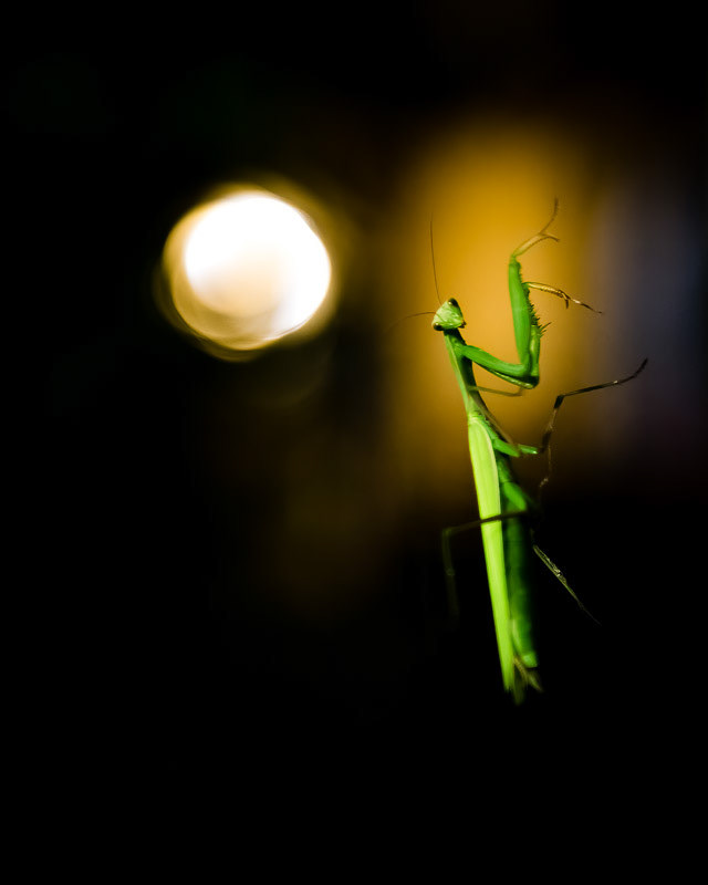 Mantis