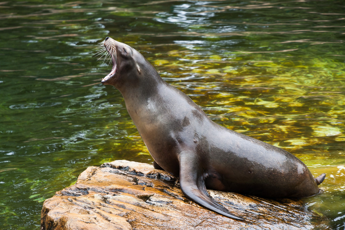 Sea Lion, Berlin Zoo, Germany