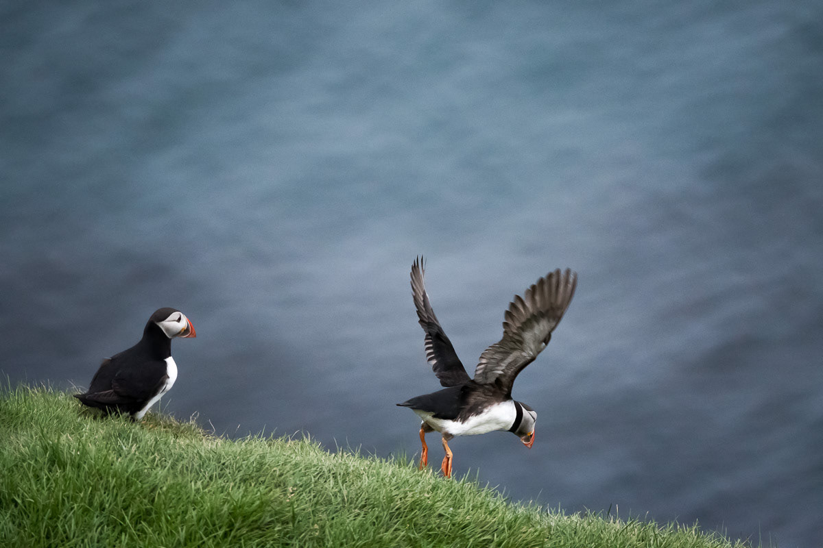 Puffins, Iceland