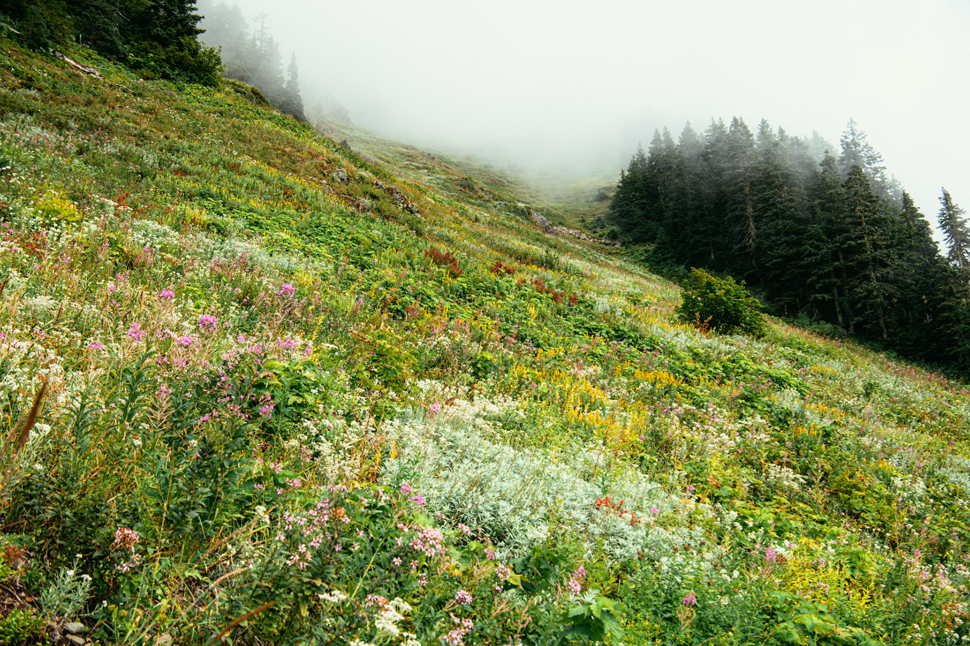 Wildflowers blooming along the begining portion of trail