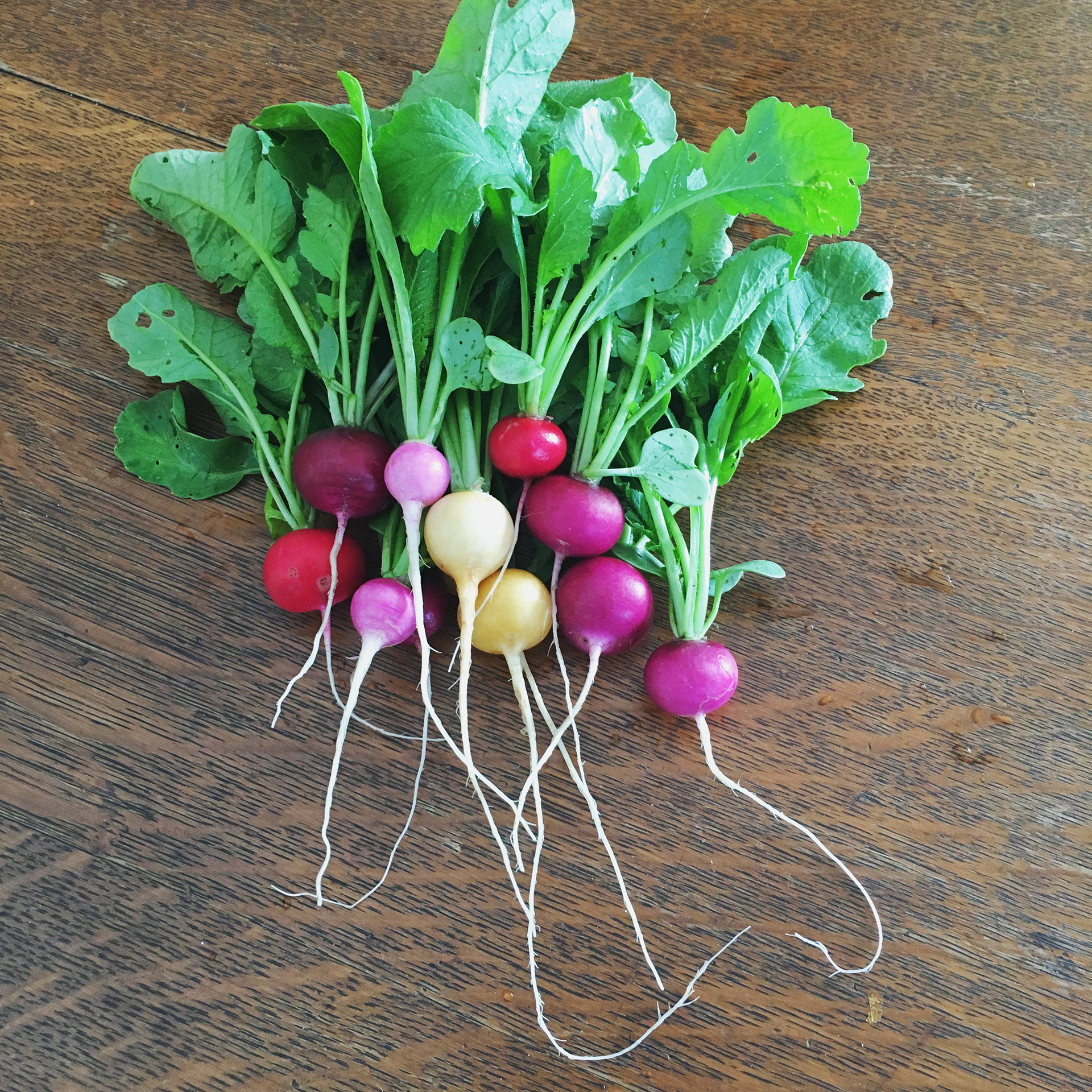 fresh radishes