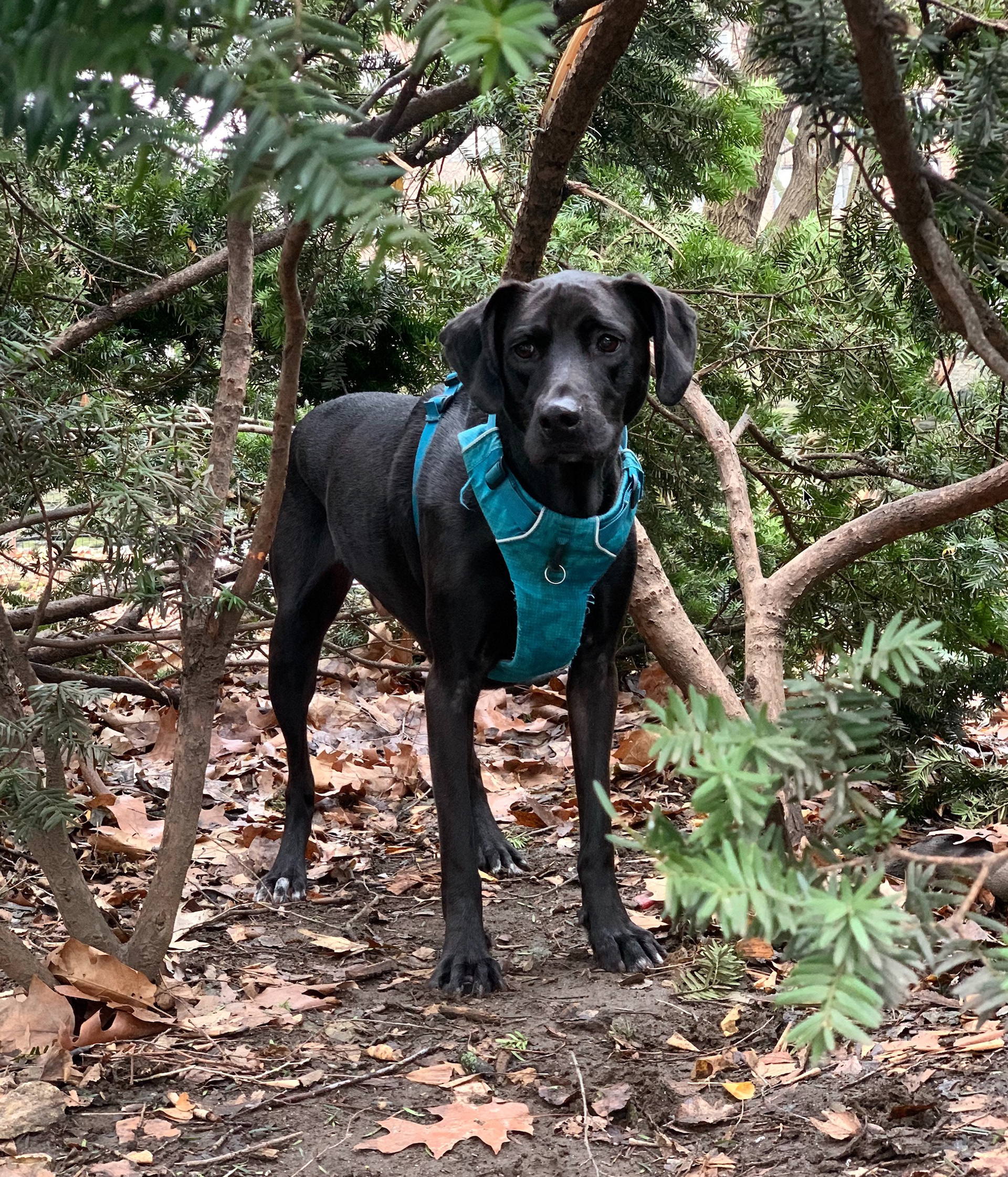 hank