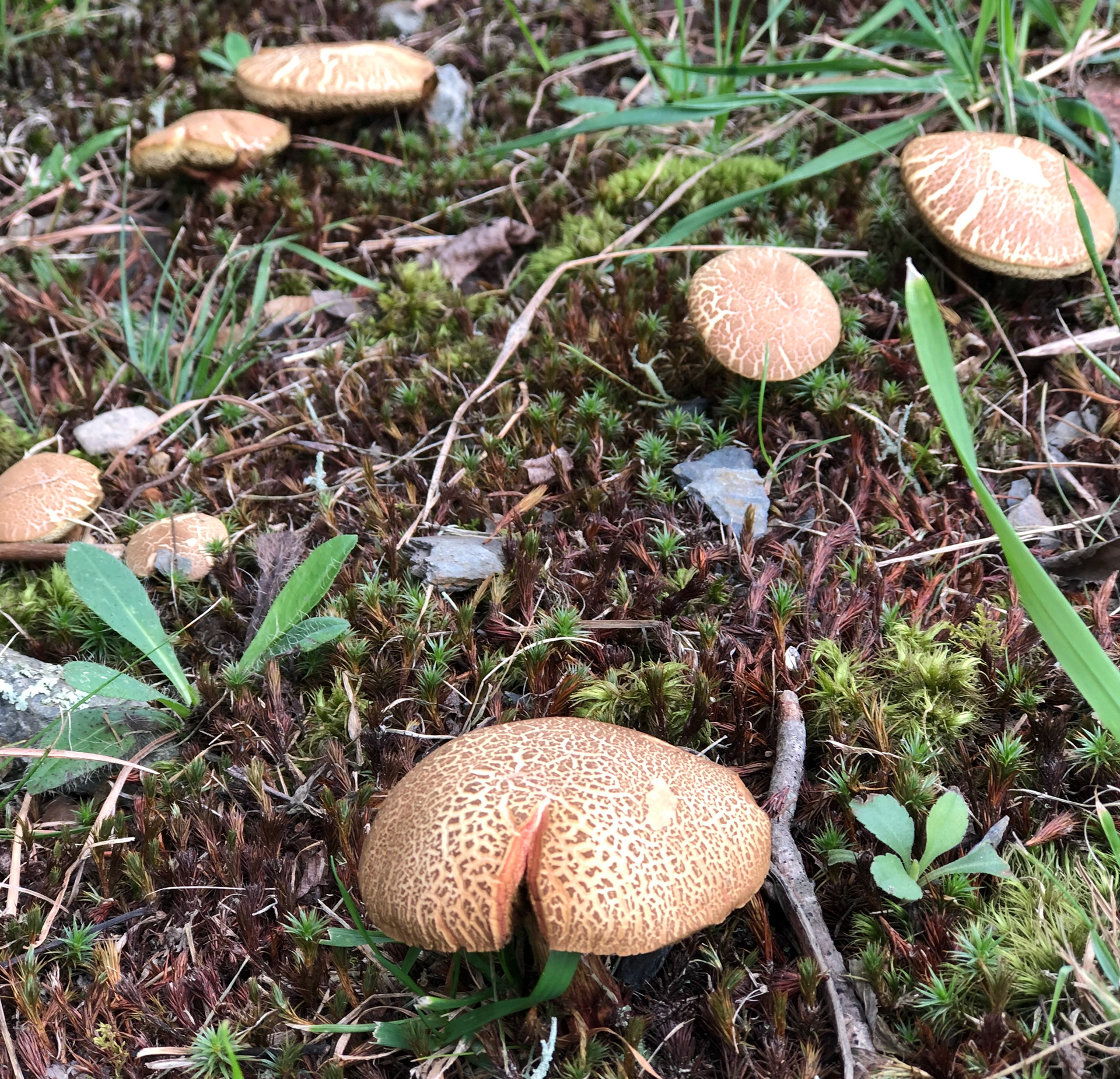 earth and mushrooms