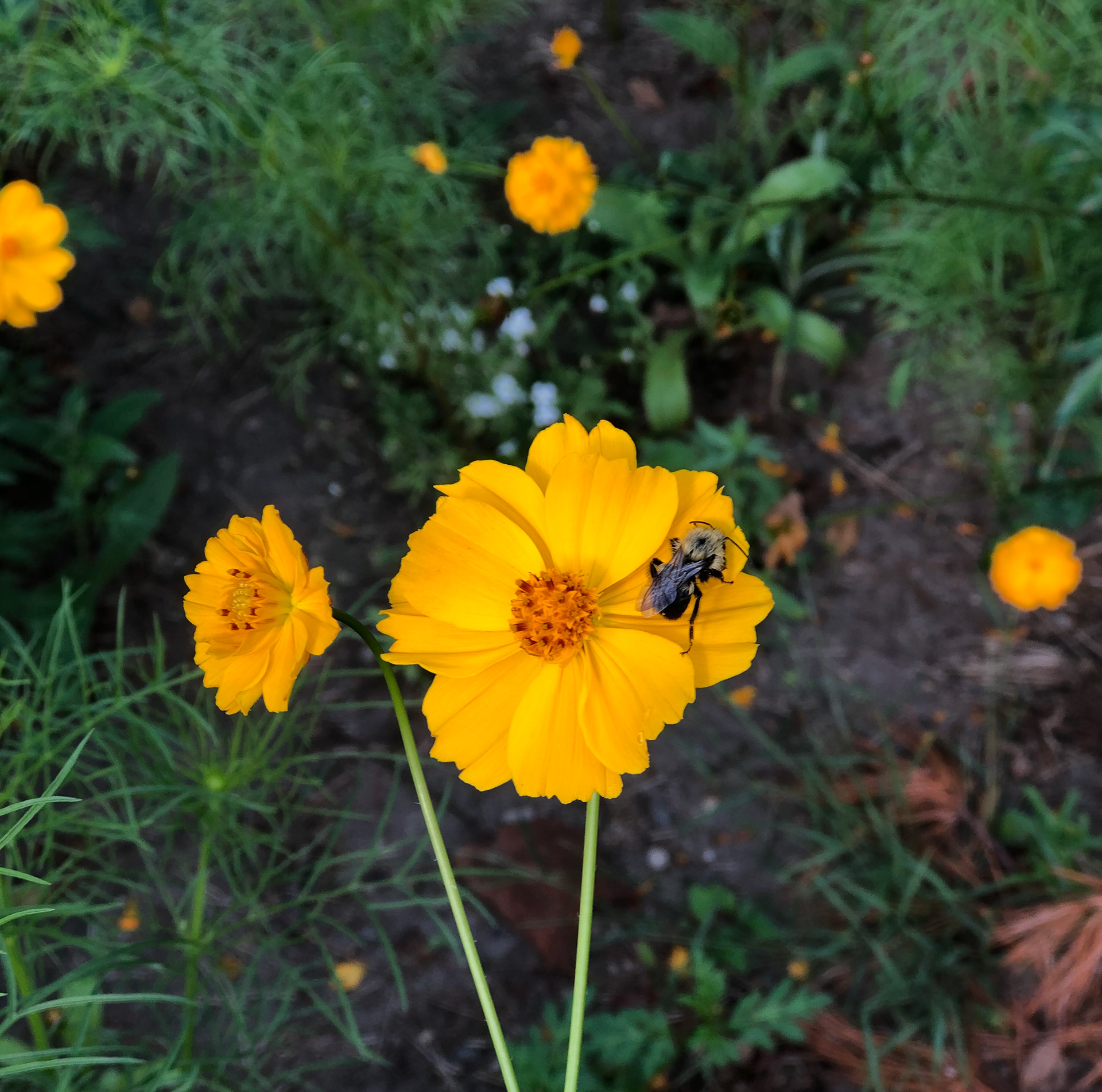 bee and flower