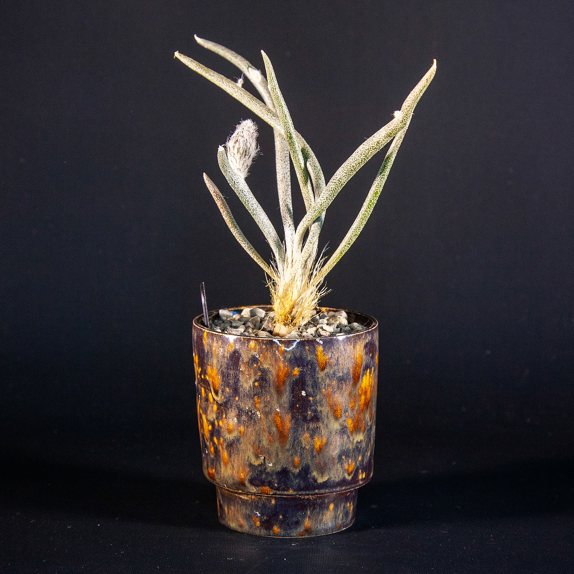 Pot #137 · 6x7 cm · DKK 100,-