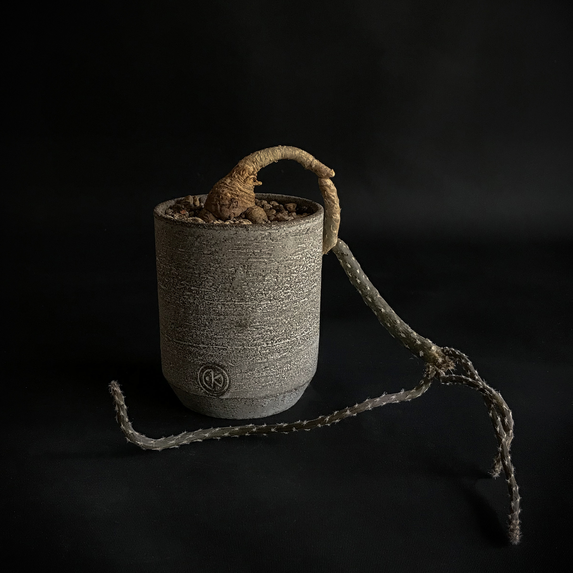 Pterocactus tuberosus