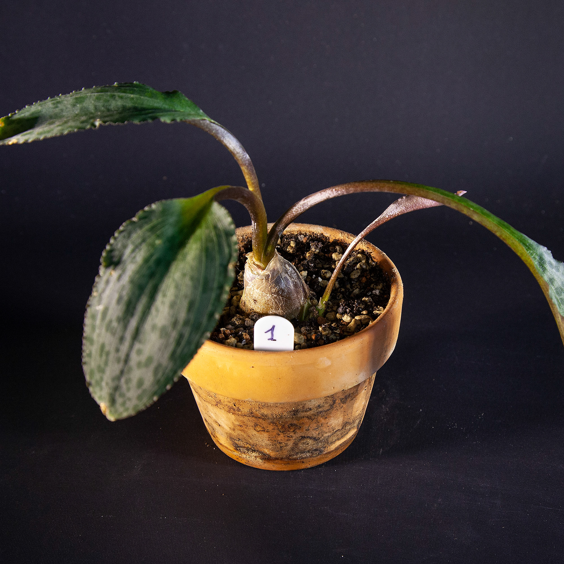 Drimiopsis atropurpurea · SOLD