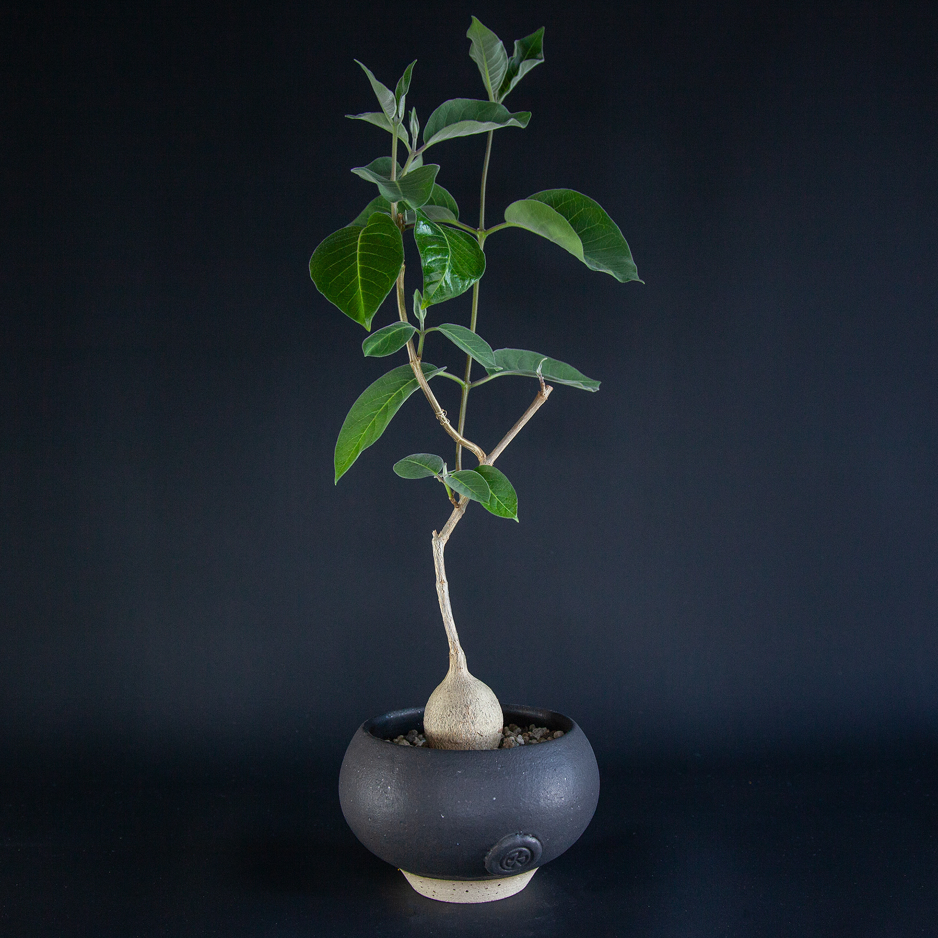 Pot #237 · 11x7 cm · DKK 175,-