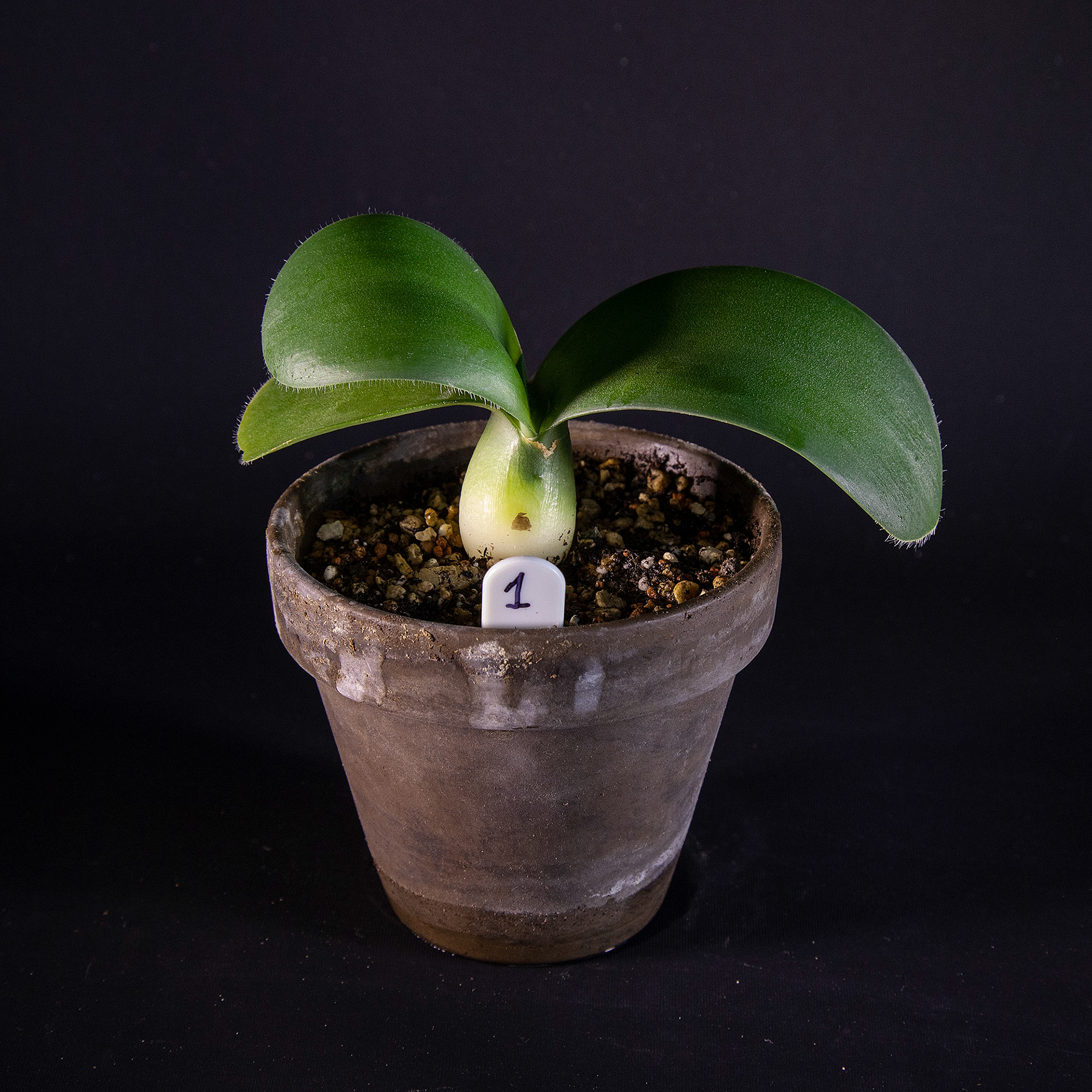 Haemanthus albiflos DKK 35,-