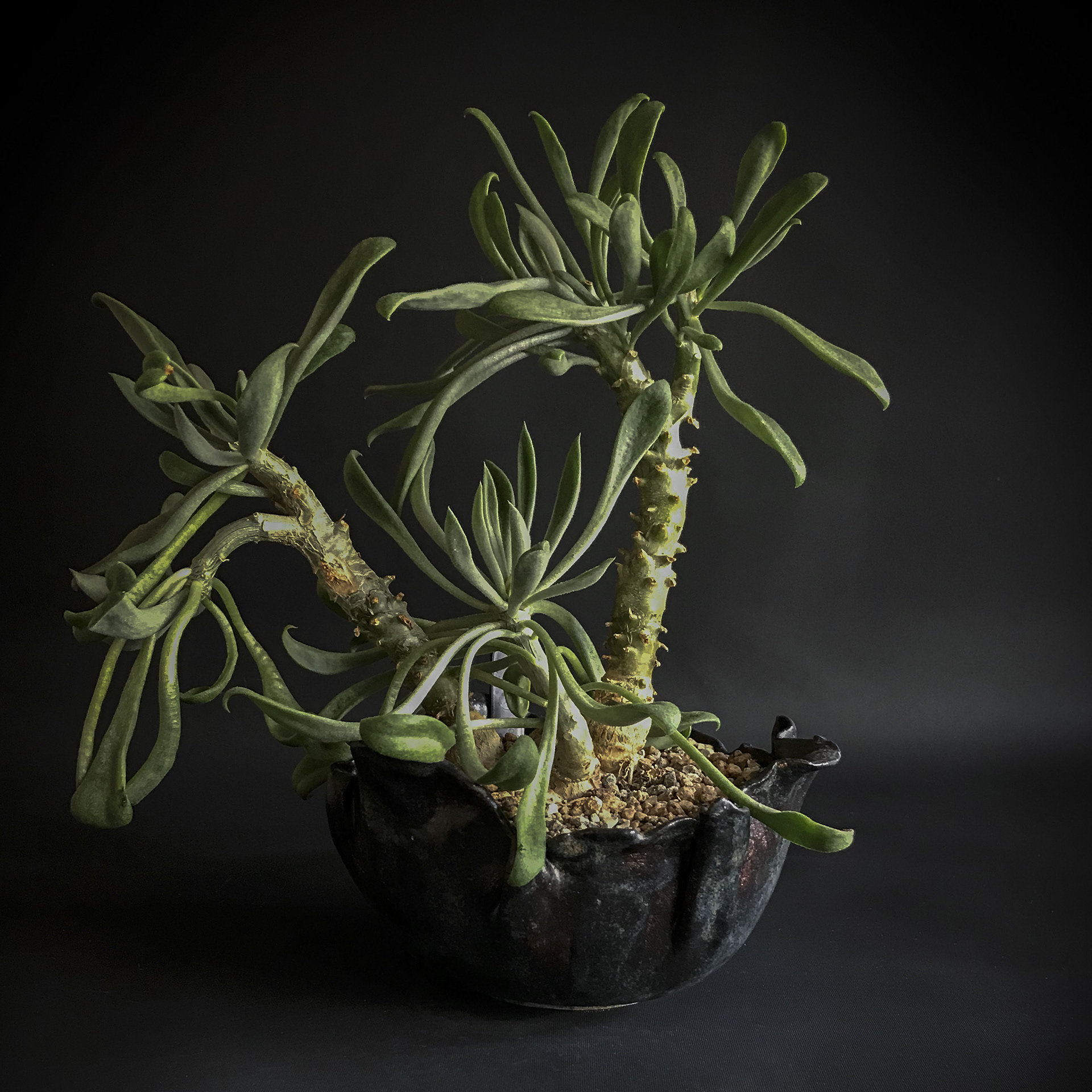 Tylecodon luteosquamata