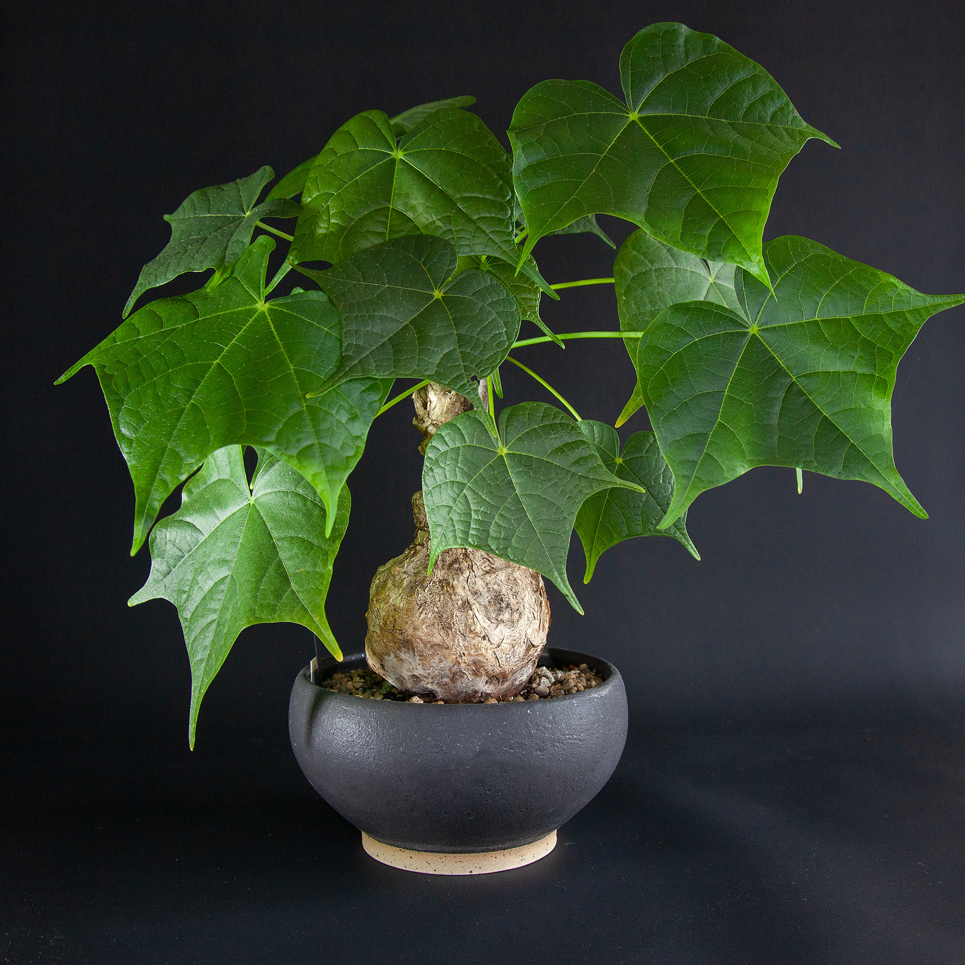 Pot #330 · 13x7,5 cm · DKK 275,-