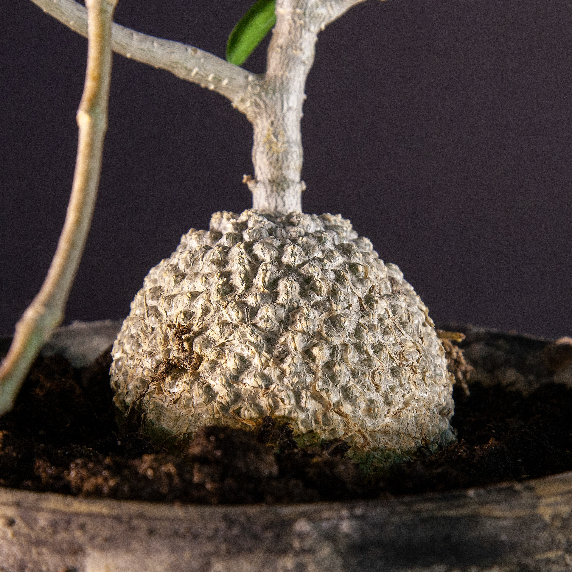 Close-up of mature F. edulis