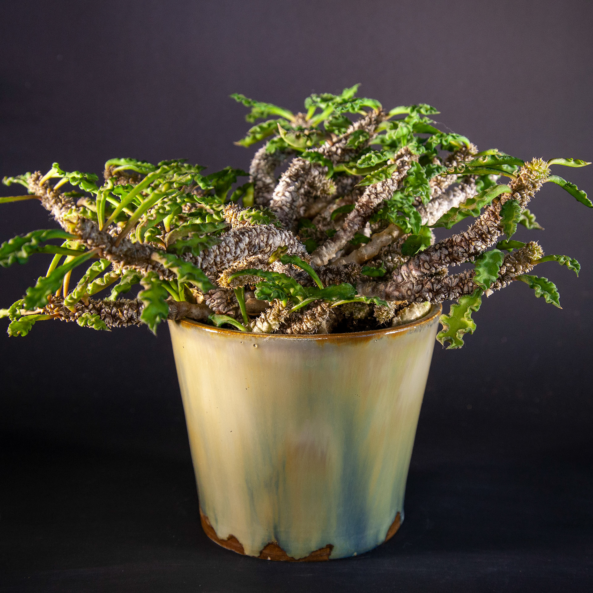 Mature E. decaryi