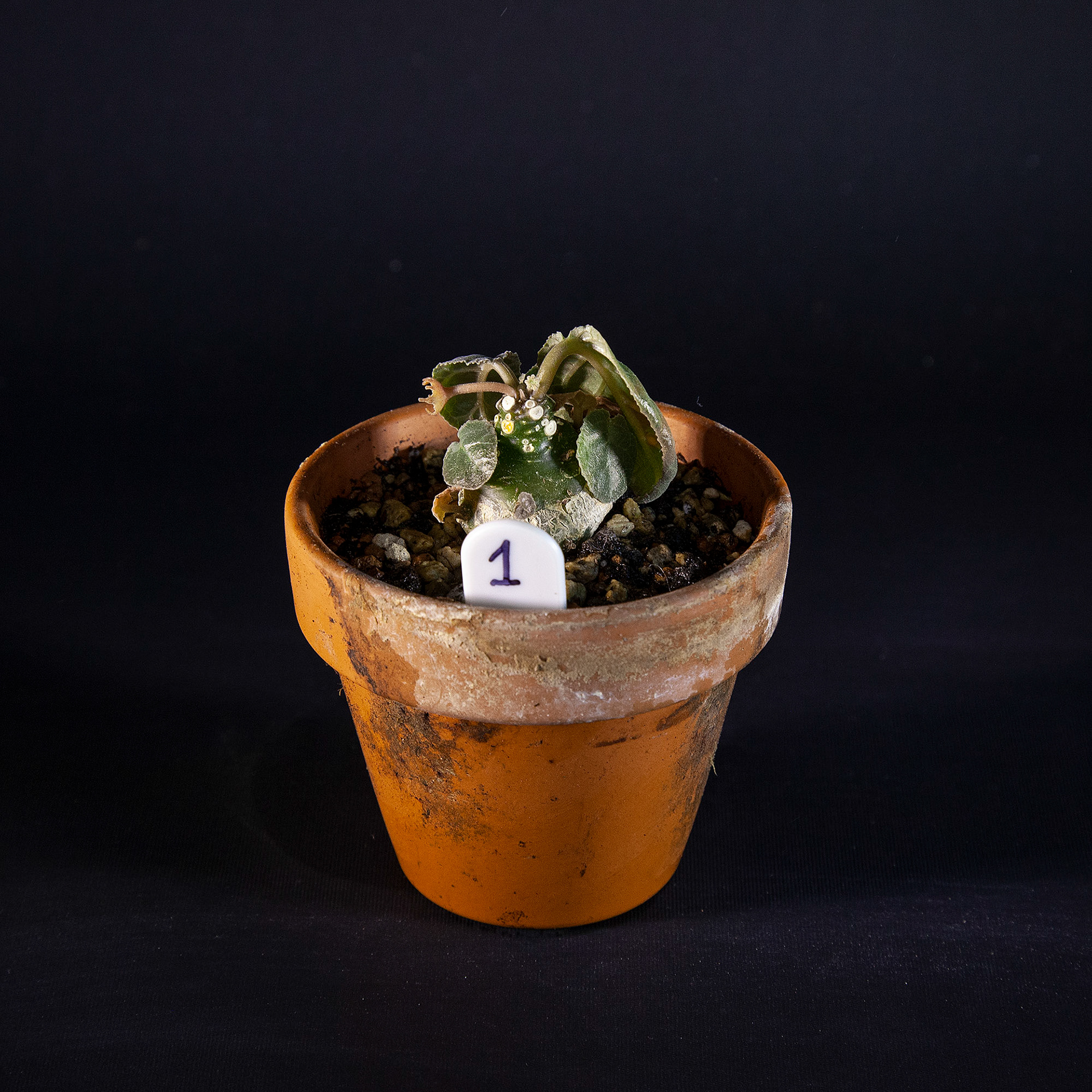 Dorstenia foetida DKK 40,-